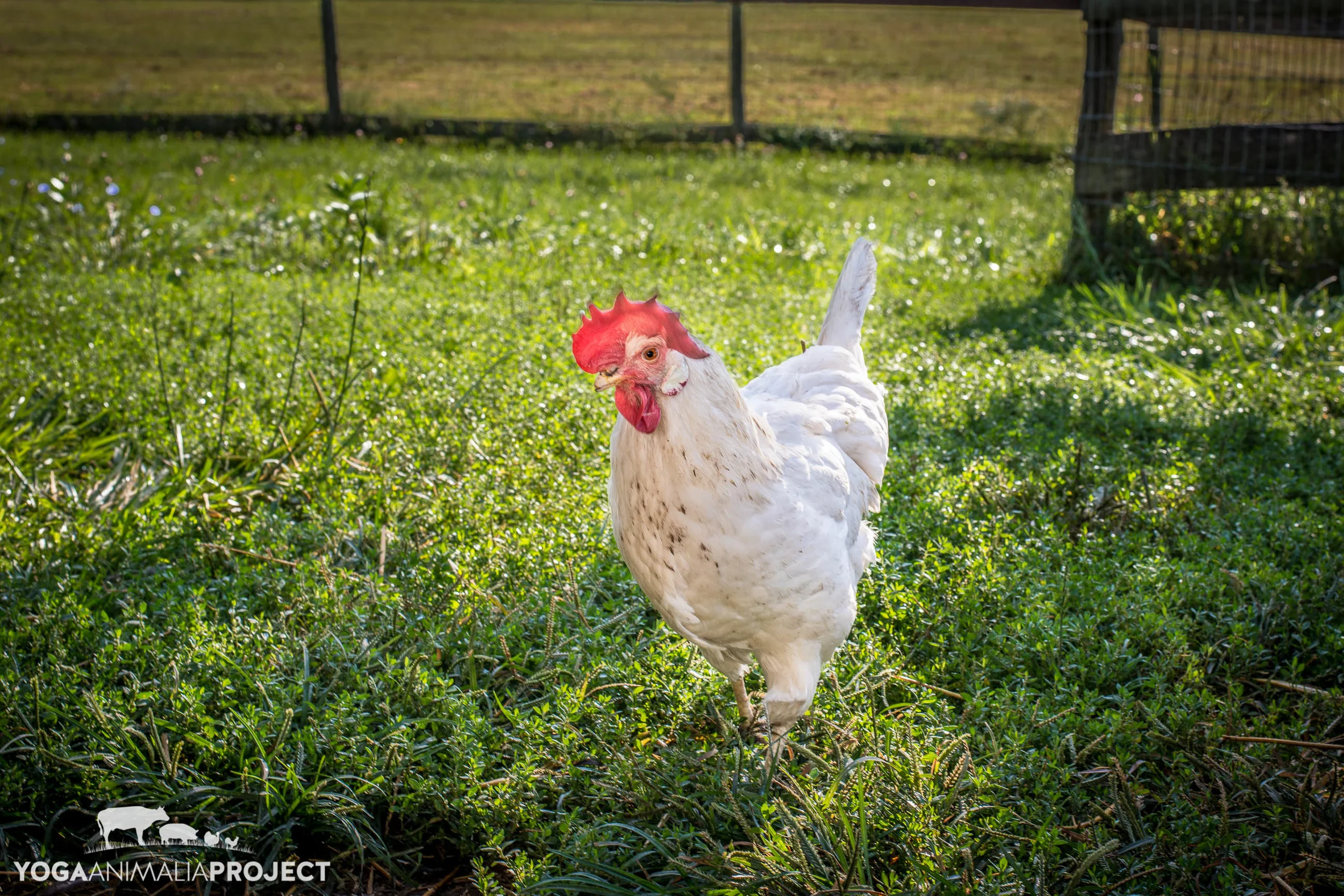 Catskill Animal Sanctuary, Saugerties, New York
