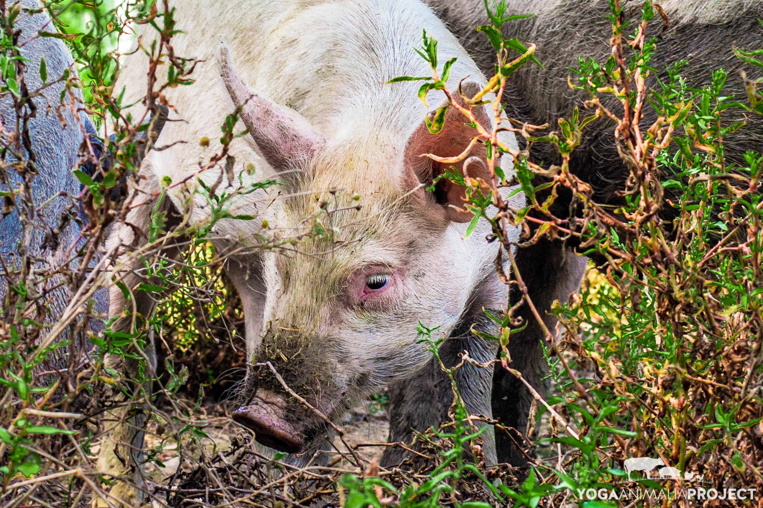 Catskill Animal Sanctuary, Saugerties, New York