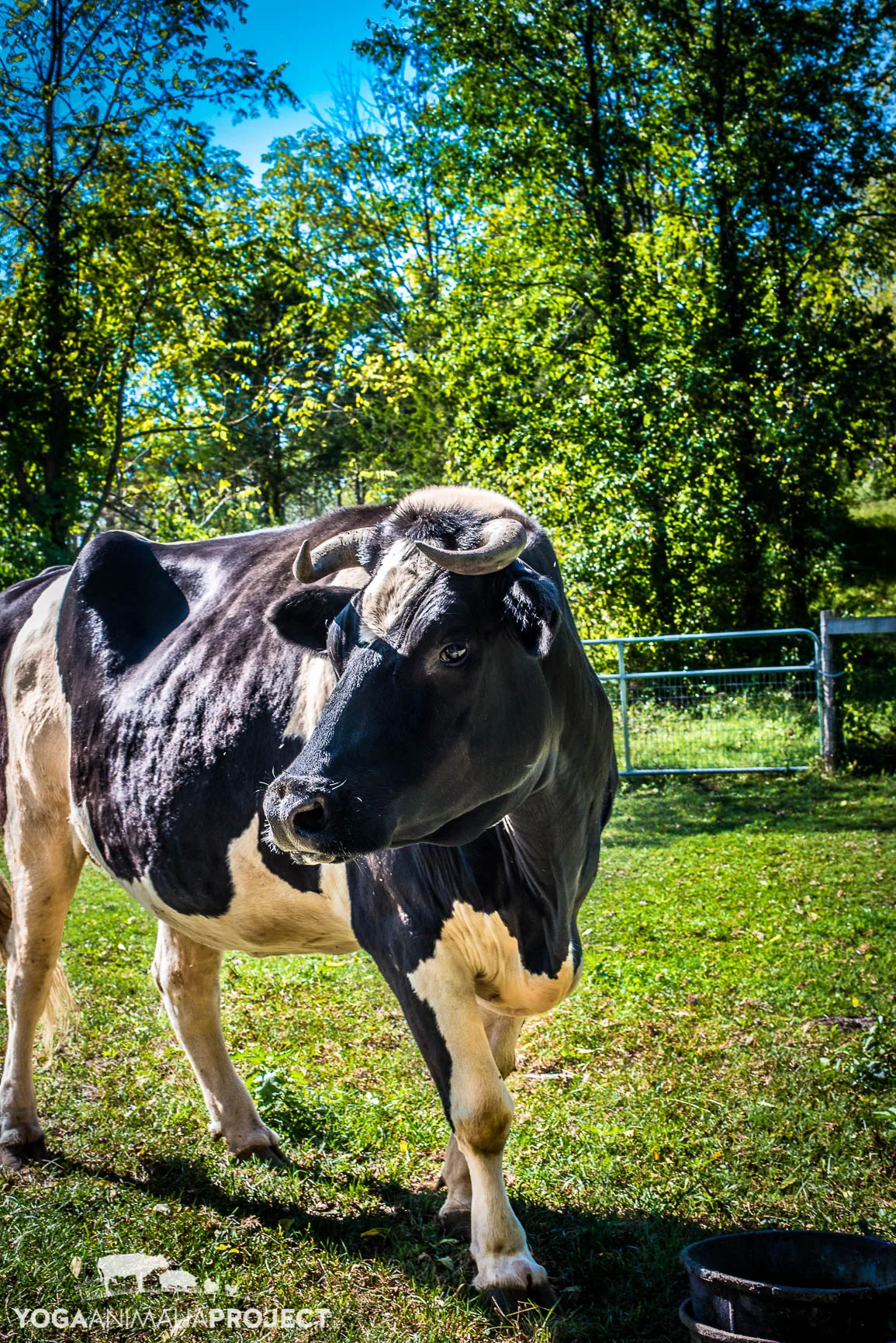 Catskill Animal Sanctuary — Yoga Animalia Project