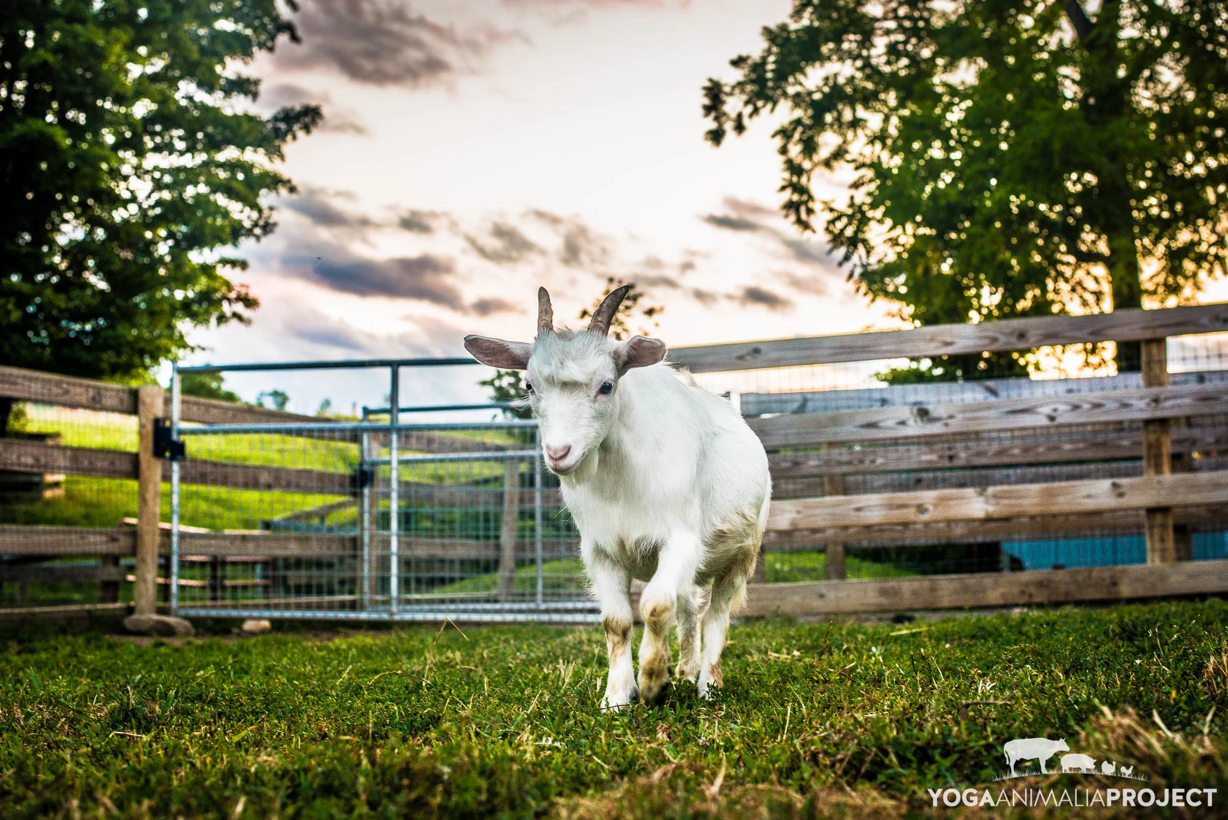 Levi, Farm Sanctuary, Watkins Glen, New York