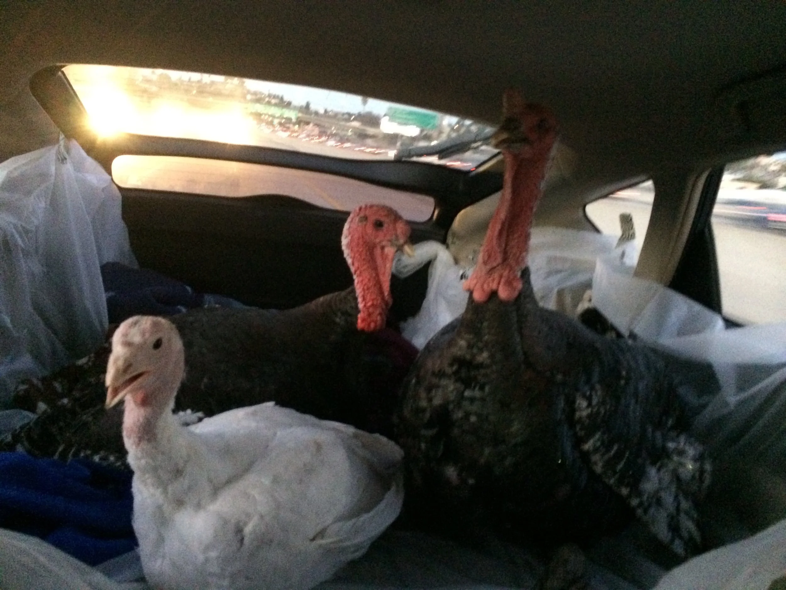 Daphne, Lincoln, & Apollo at the start of the drive.