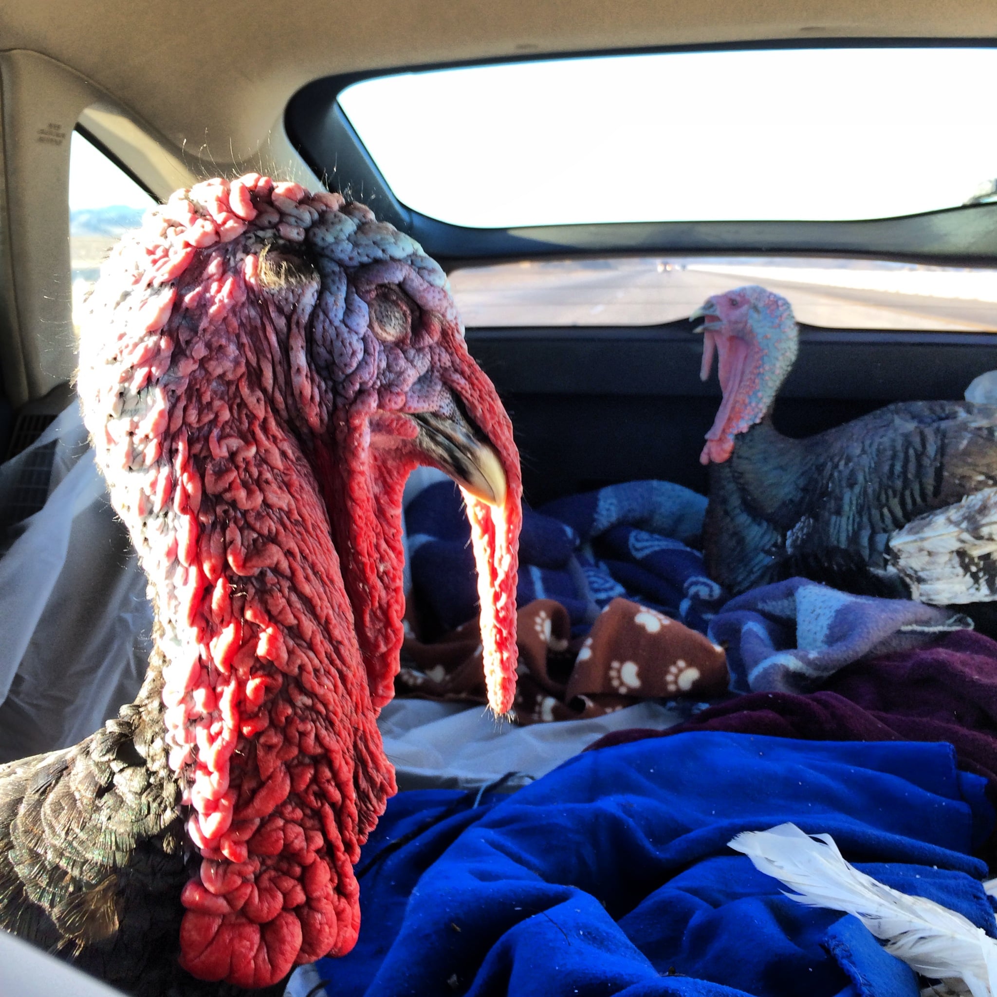 Lincoln & Apollo were model passengers.