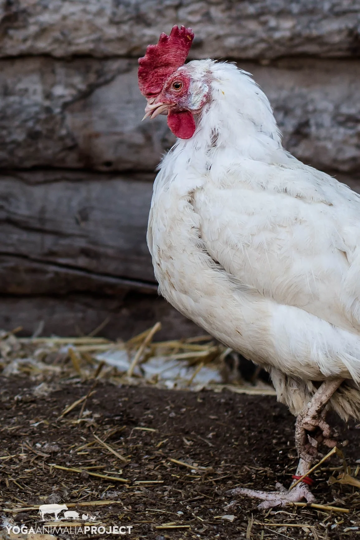 Ching Farm Rescue & Sanctuary, Herriman, Utah