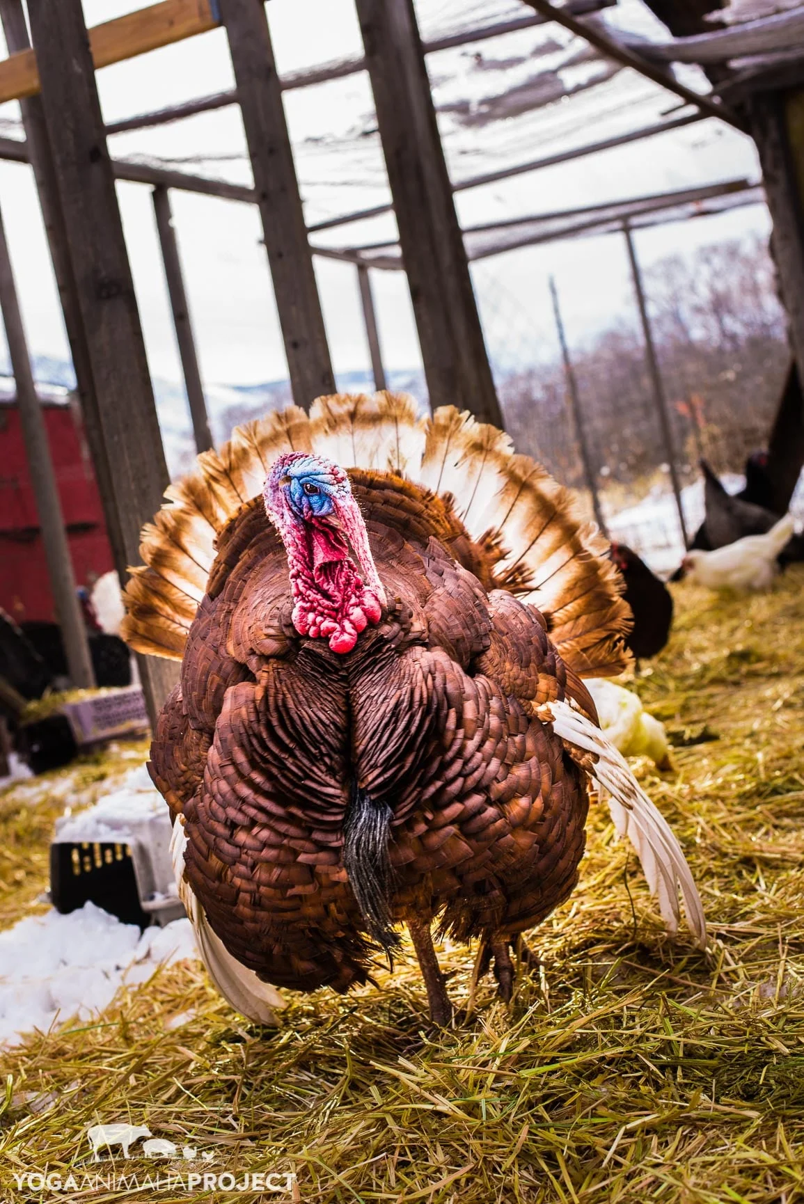 Roots of the Project Ching Farm Rescue &amp; Sanctuary — Yoga