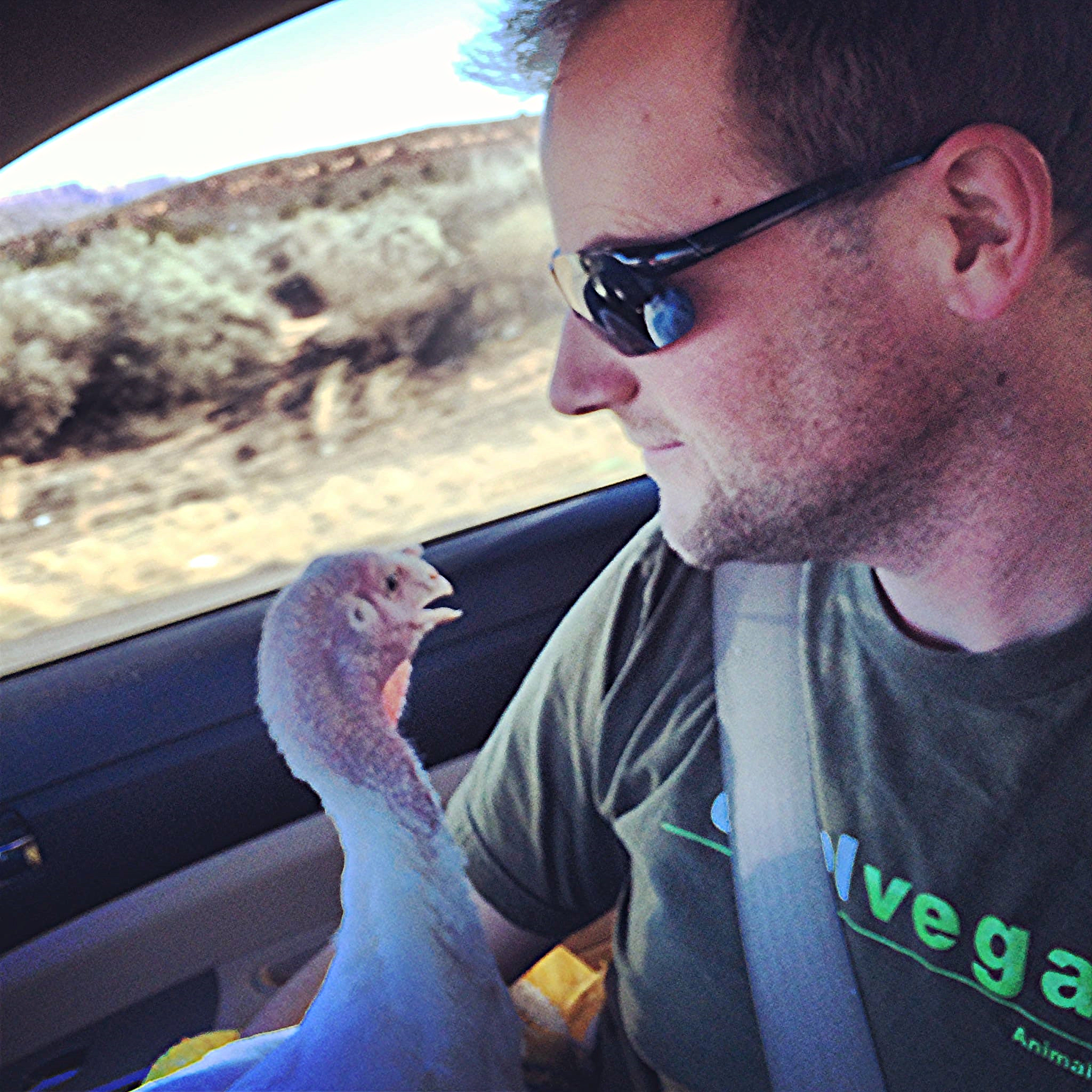 Daphne & I had a snugglefest during part of the drive. Did you know that many turkeys love to sit in the laps of humans? Photo by Alicia Pell