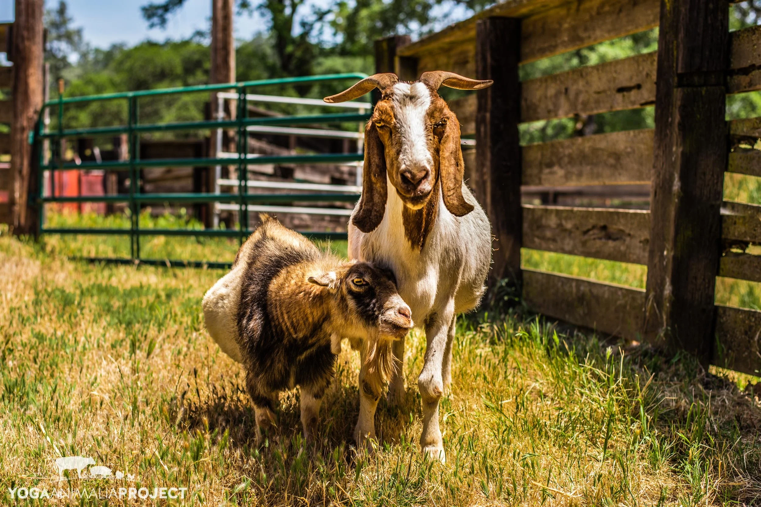 Coupled: Celebrating Valentine's Day Sanctuary Style — Yoga Animalia ...