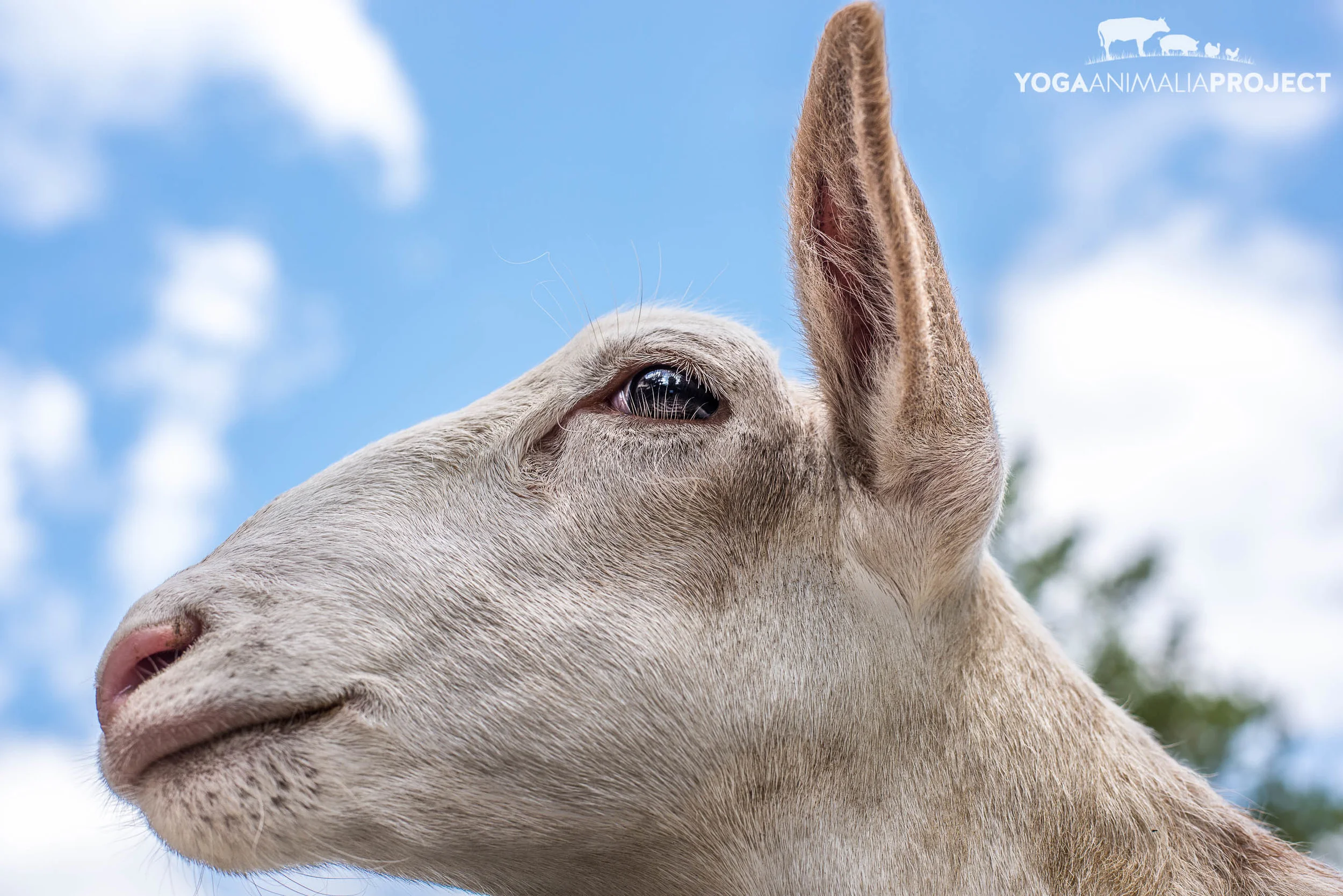 Farm Sanctuary Watkins Glen — Yoga Animalia Project