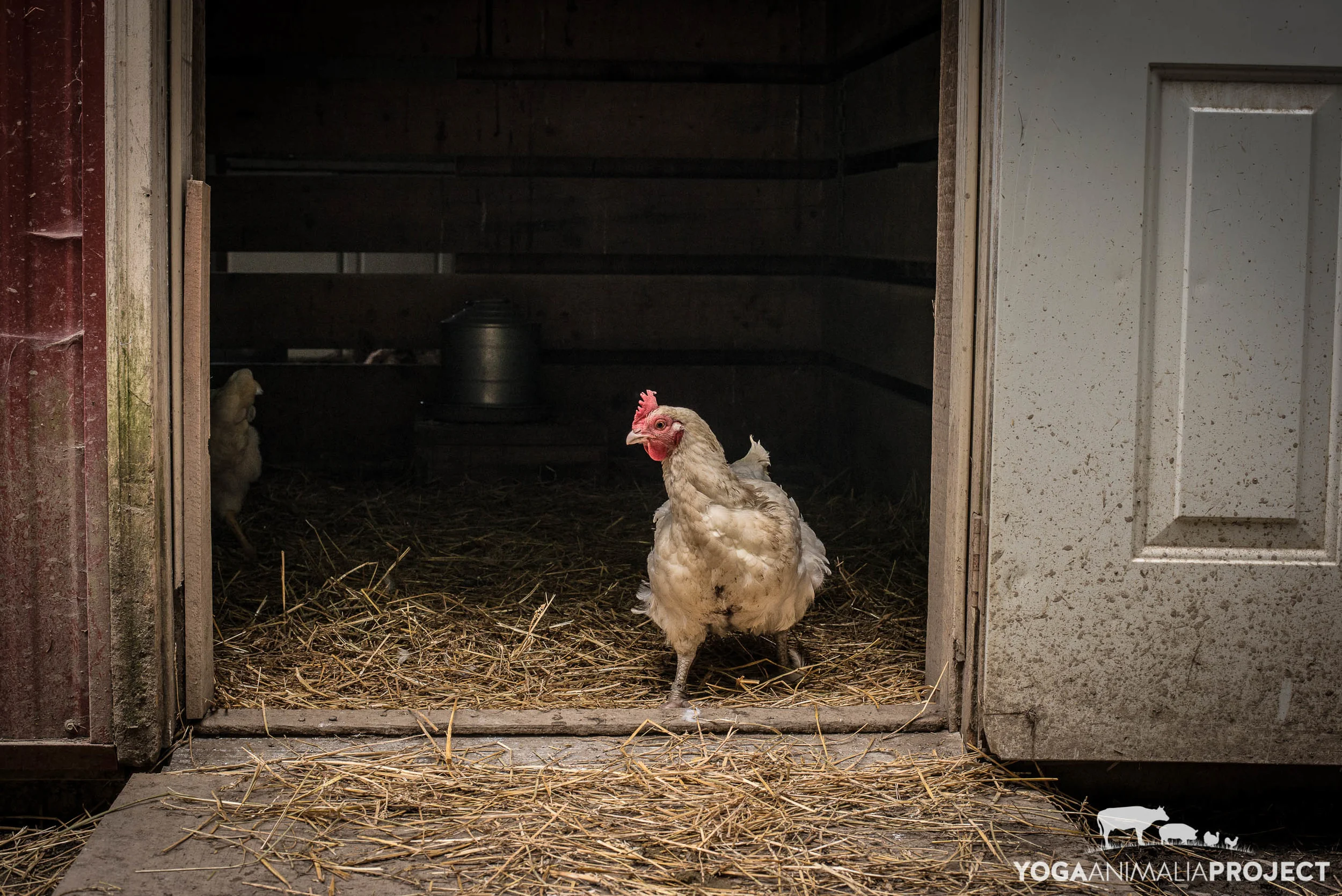 Farm Sanctuary Watkins Glen — Yoga Animalia Project