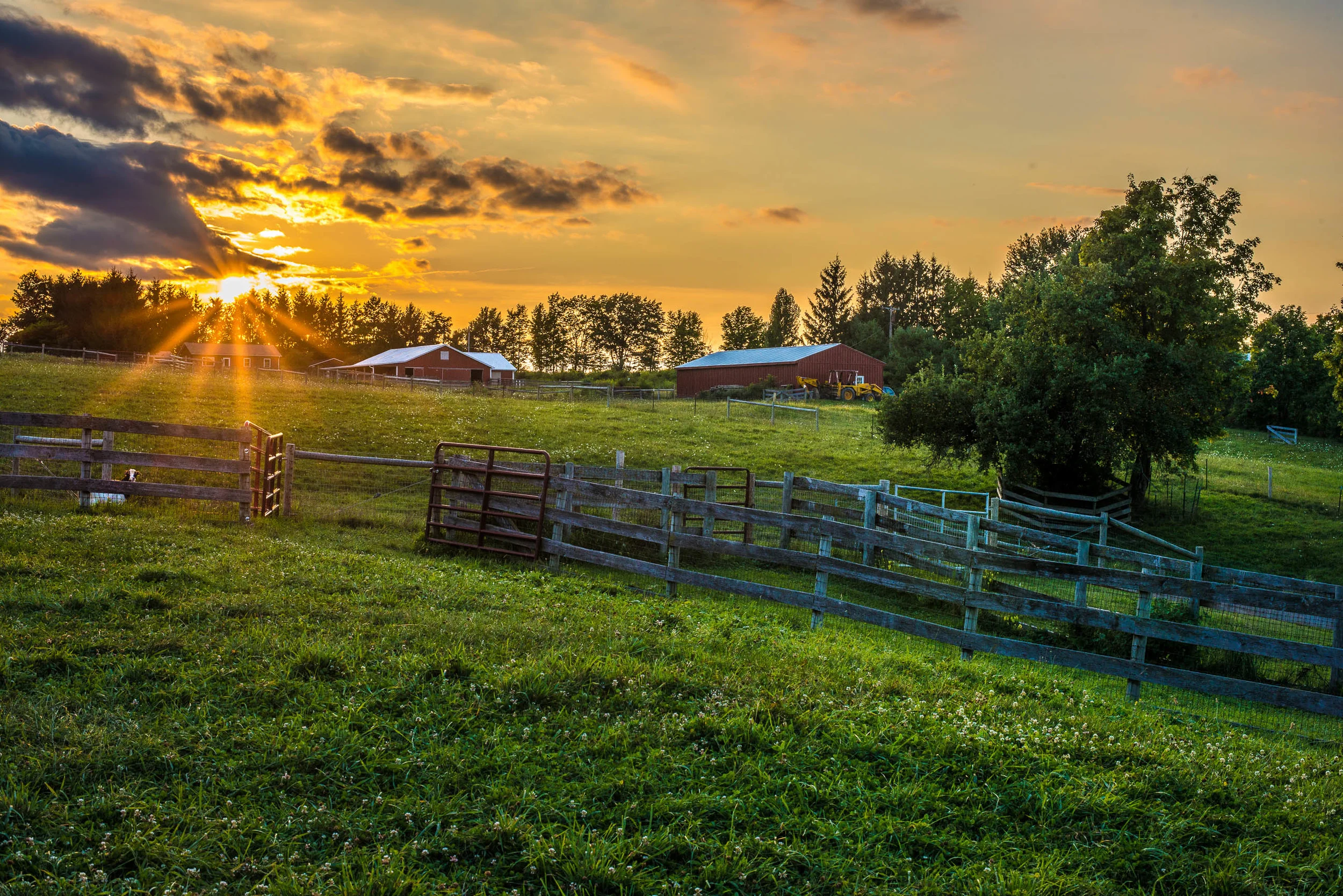 Farm Sanctuary Watkins Glen — Yoga Animalia Project