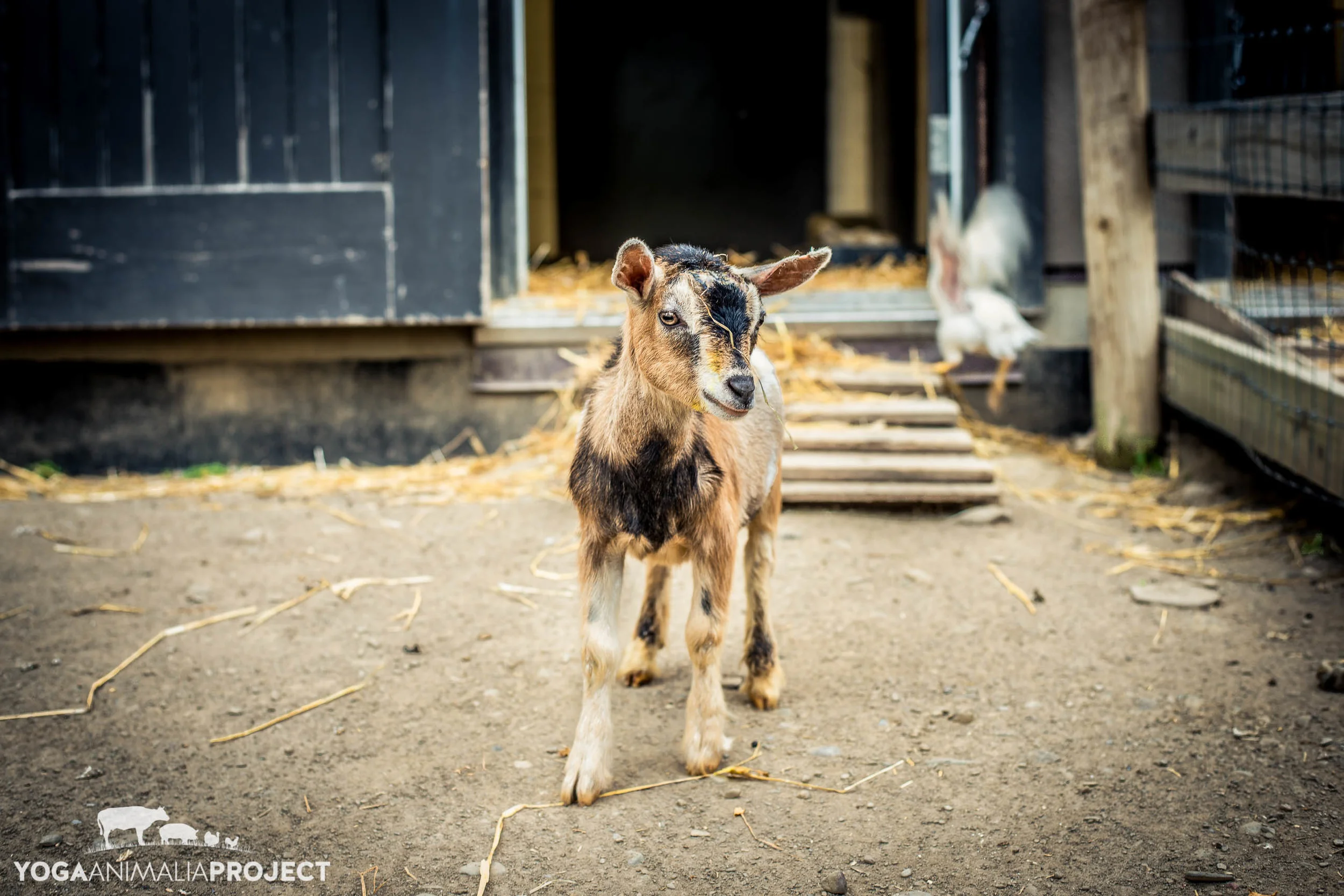 Farm Sanctuary Watkins Glen — Yoga Animalia Project