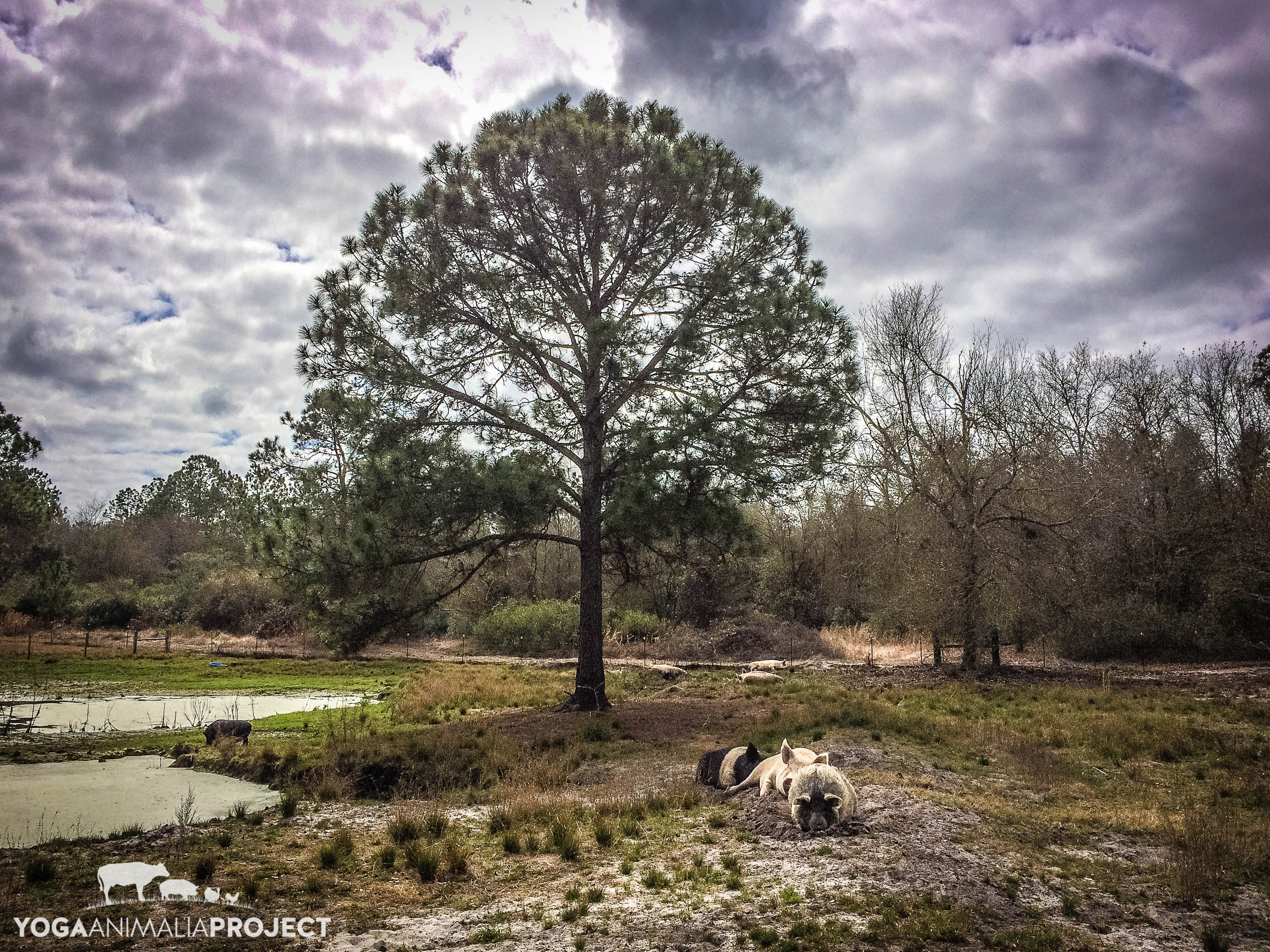 Rooterville pigs, Rooterville, Melrose, Florida