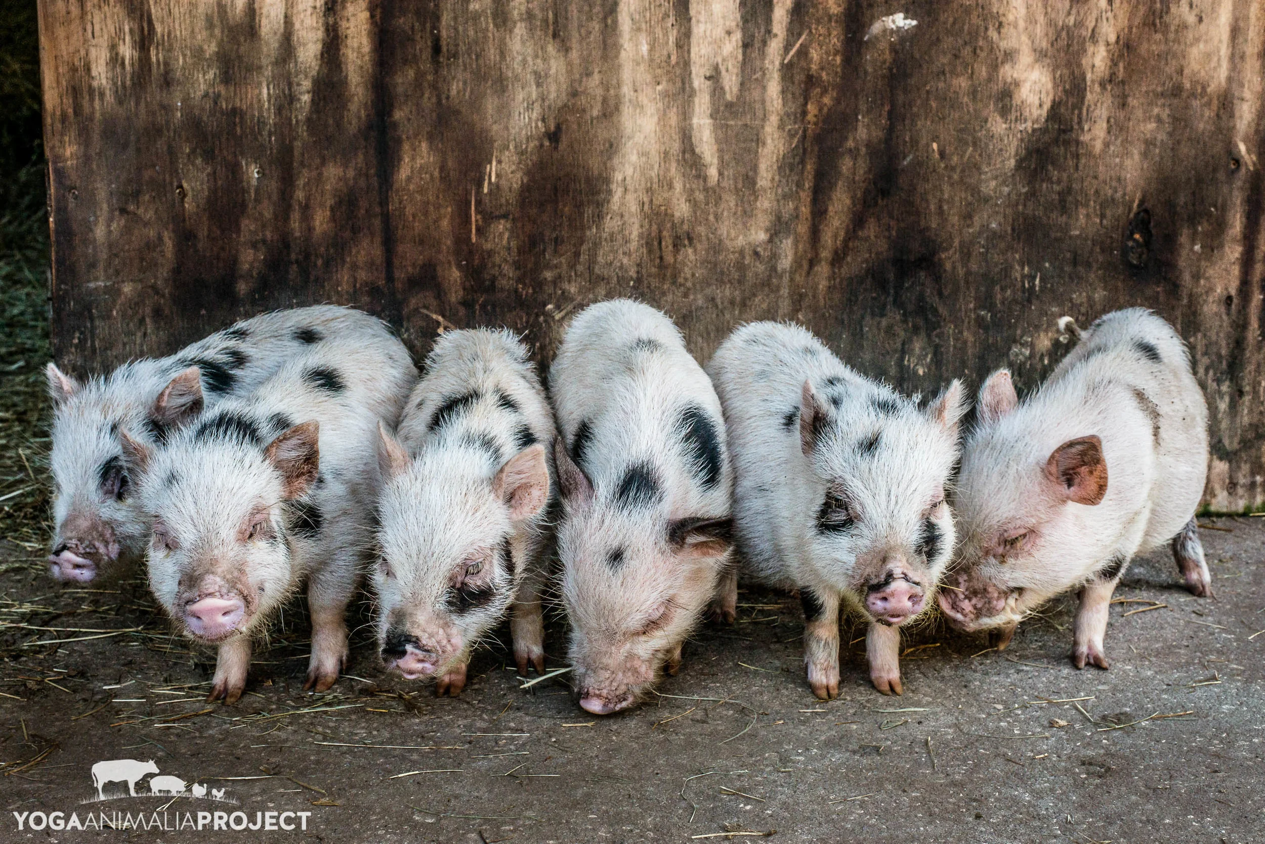 The Savannah Piglets