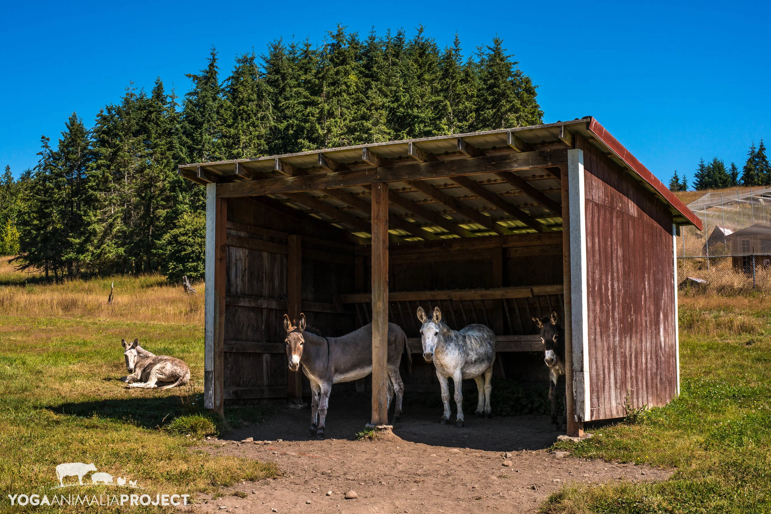 Precious Life Animal Sanctuary, Sequim, Washington