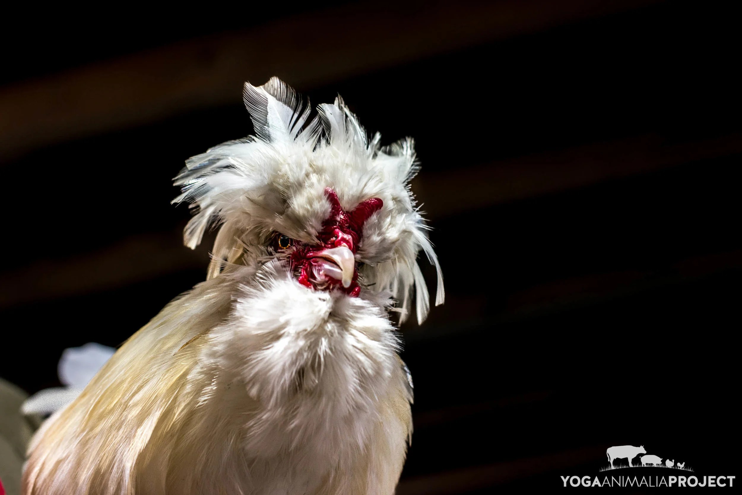 Chicken Run Rescue — Yoga Animalia Project