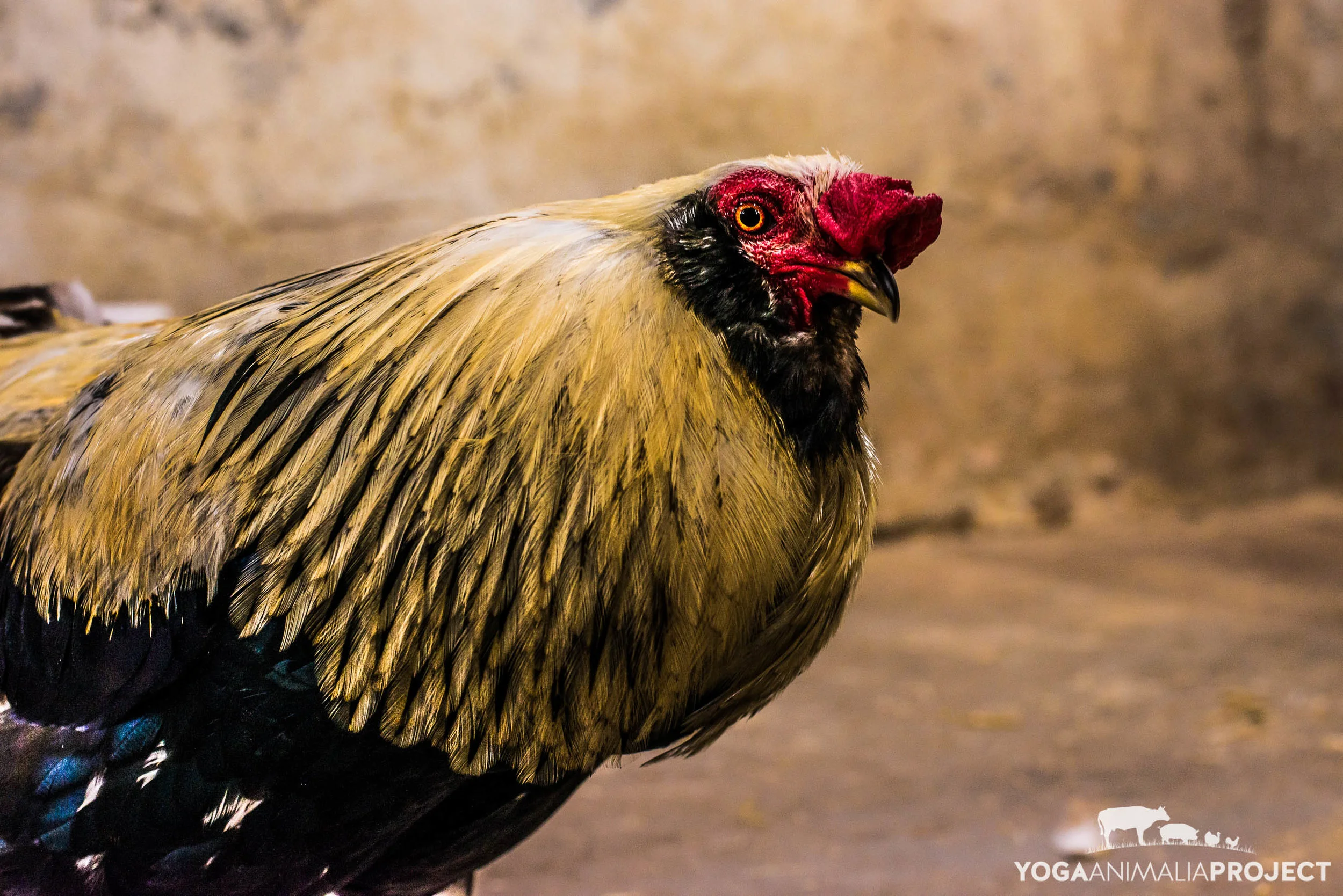 Chicken Run Rescue — Yoga Animalia Project