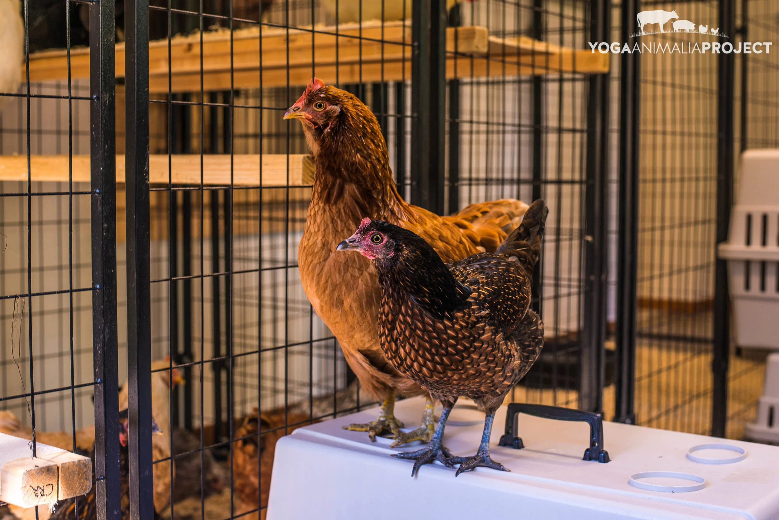 Chicken Run Rescue — Yoga Animalia Project
