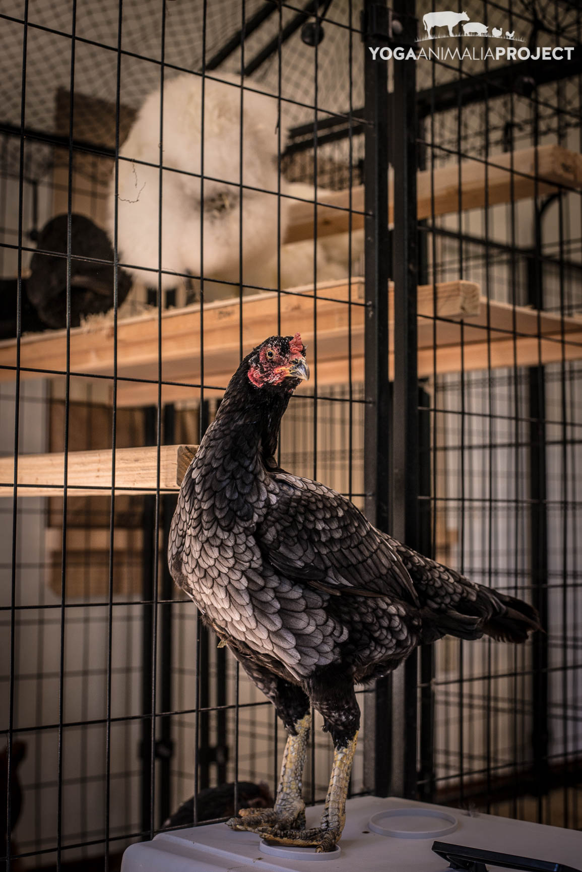 Chicken Run Rescue — Yoga Animalia Project