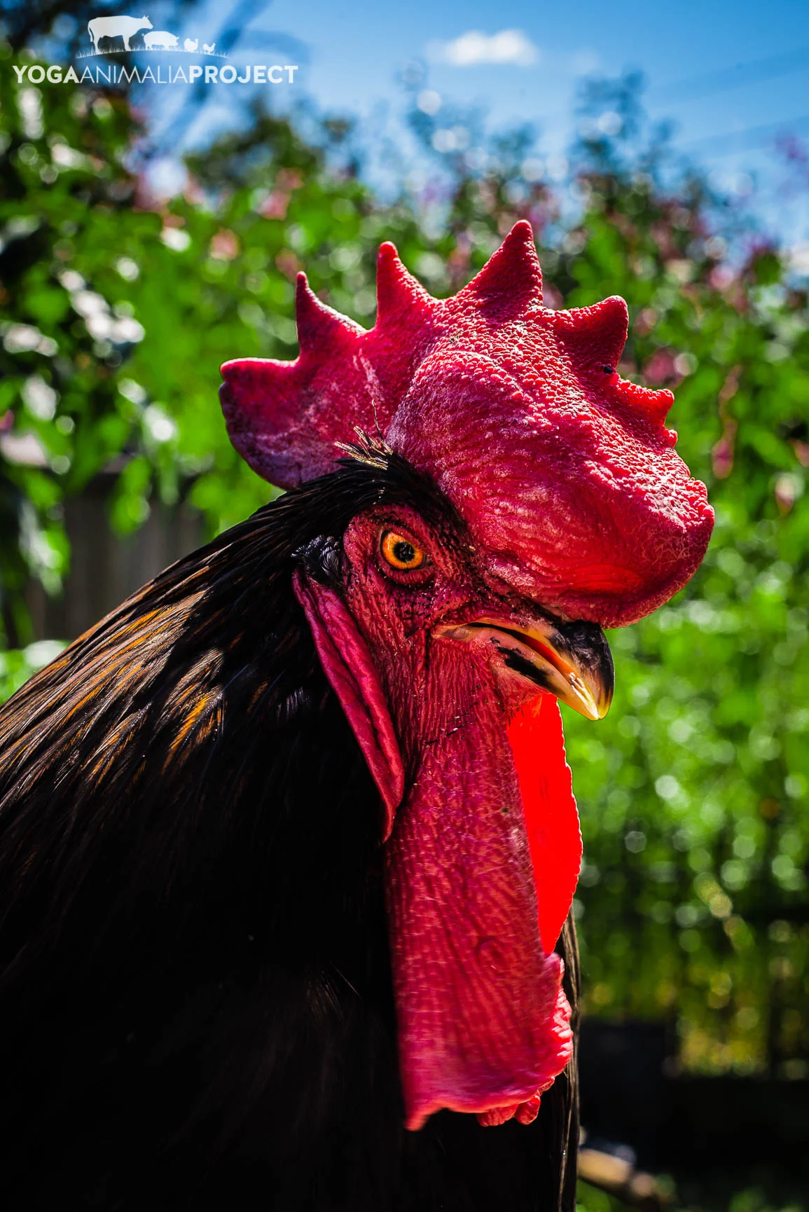 Chicken Run Rescue — Yoga Animalia Project