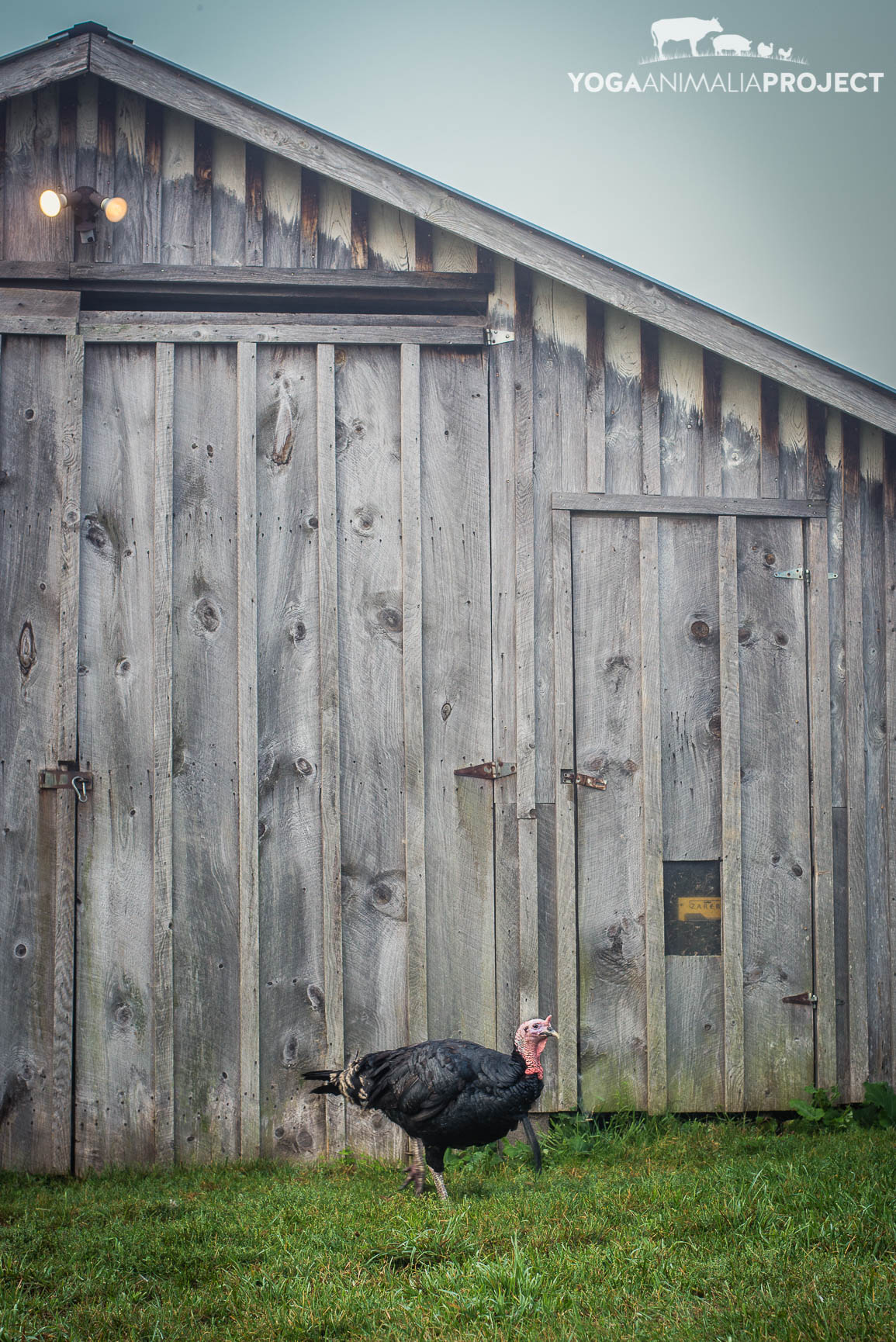 Tom, Indraloka Animal Sanctuary, Mehoopany, Pennsylvania