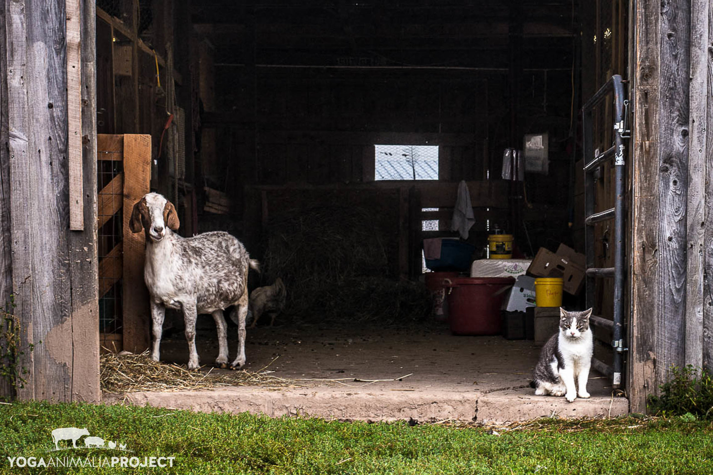 Madalitso and Luvbug, Indraloka Animal Sanctuary, Mehoopany, Pennsylvania