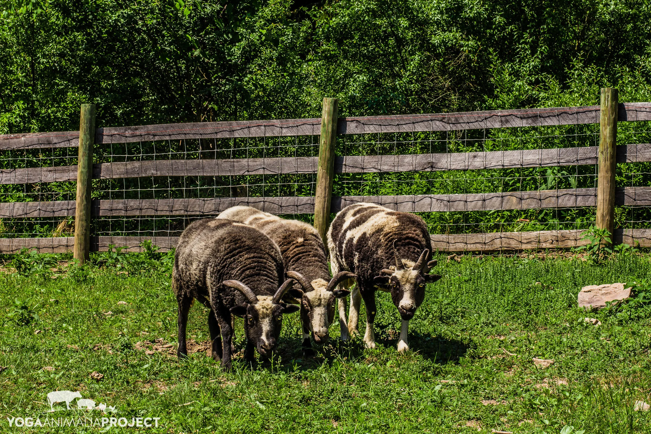 Down to Earth 6-19-16 (76).jpg