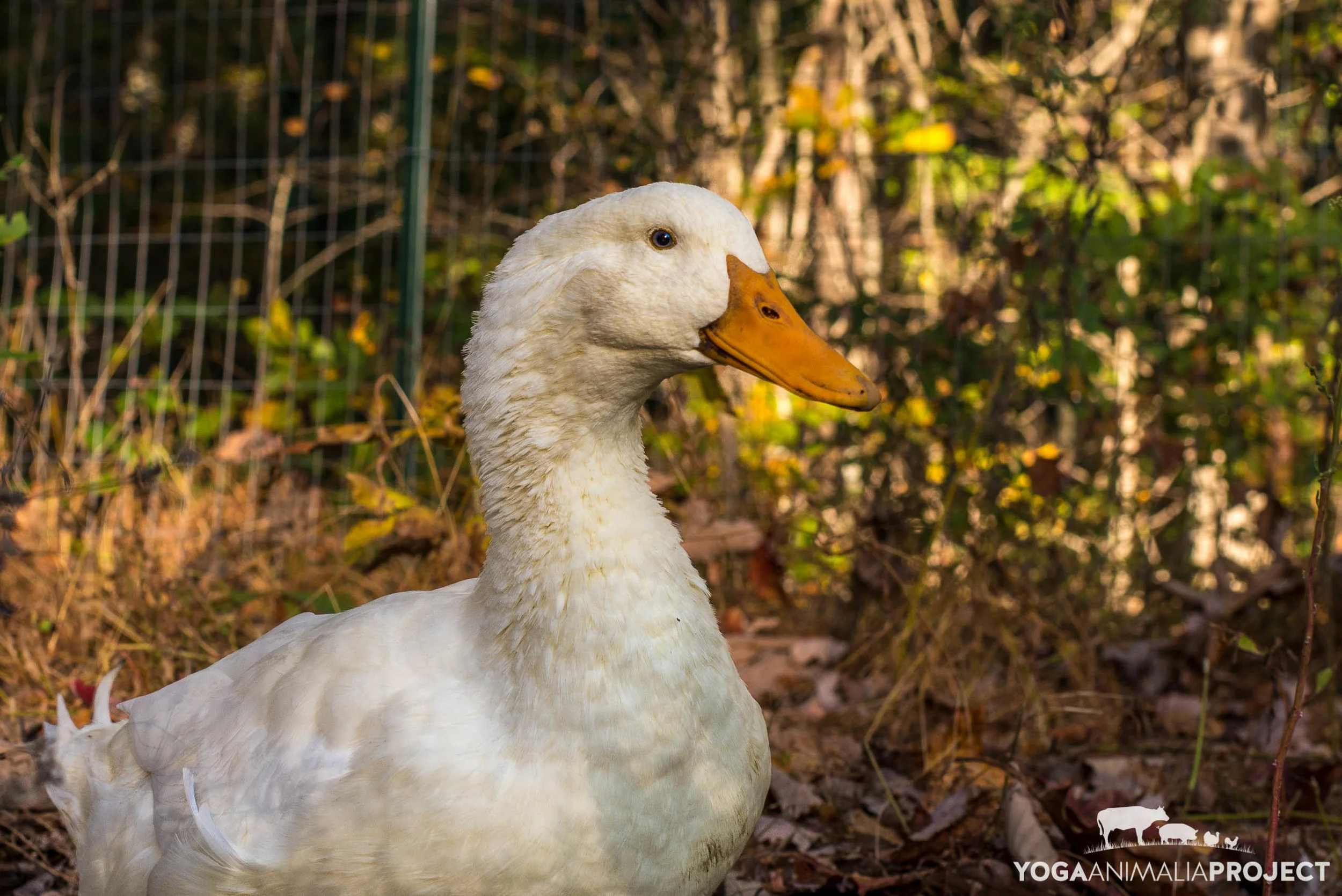 Wild Earth Farm And Sanctuary : Wild Earth Farm and Sanctuary — Yoga ...