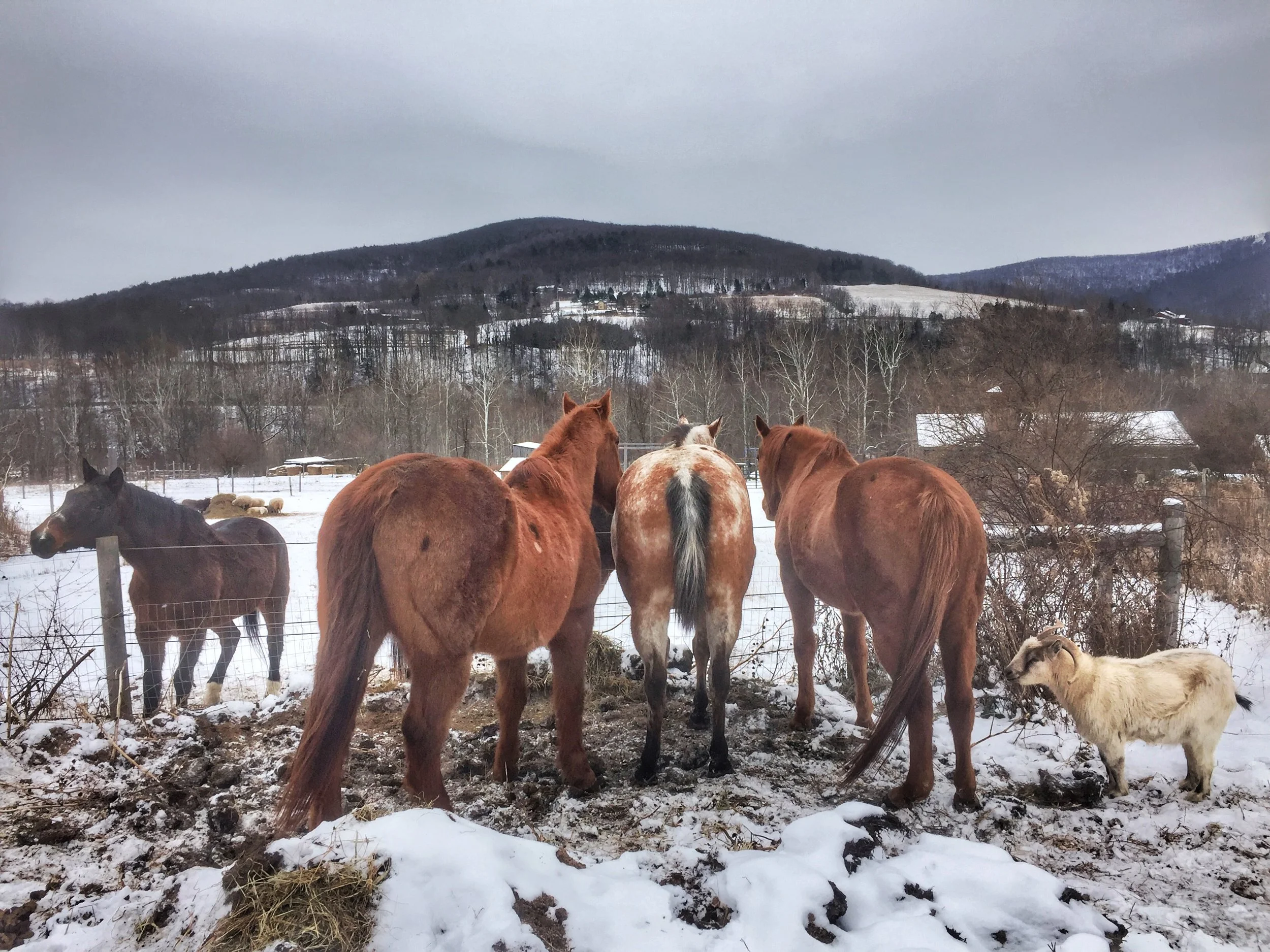 Quicker, Joe, Whirlee Girlee, Fancy, Hubub