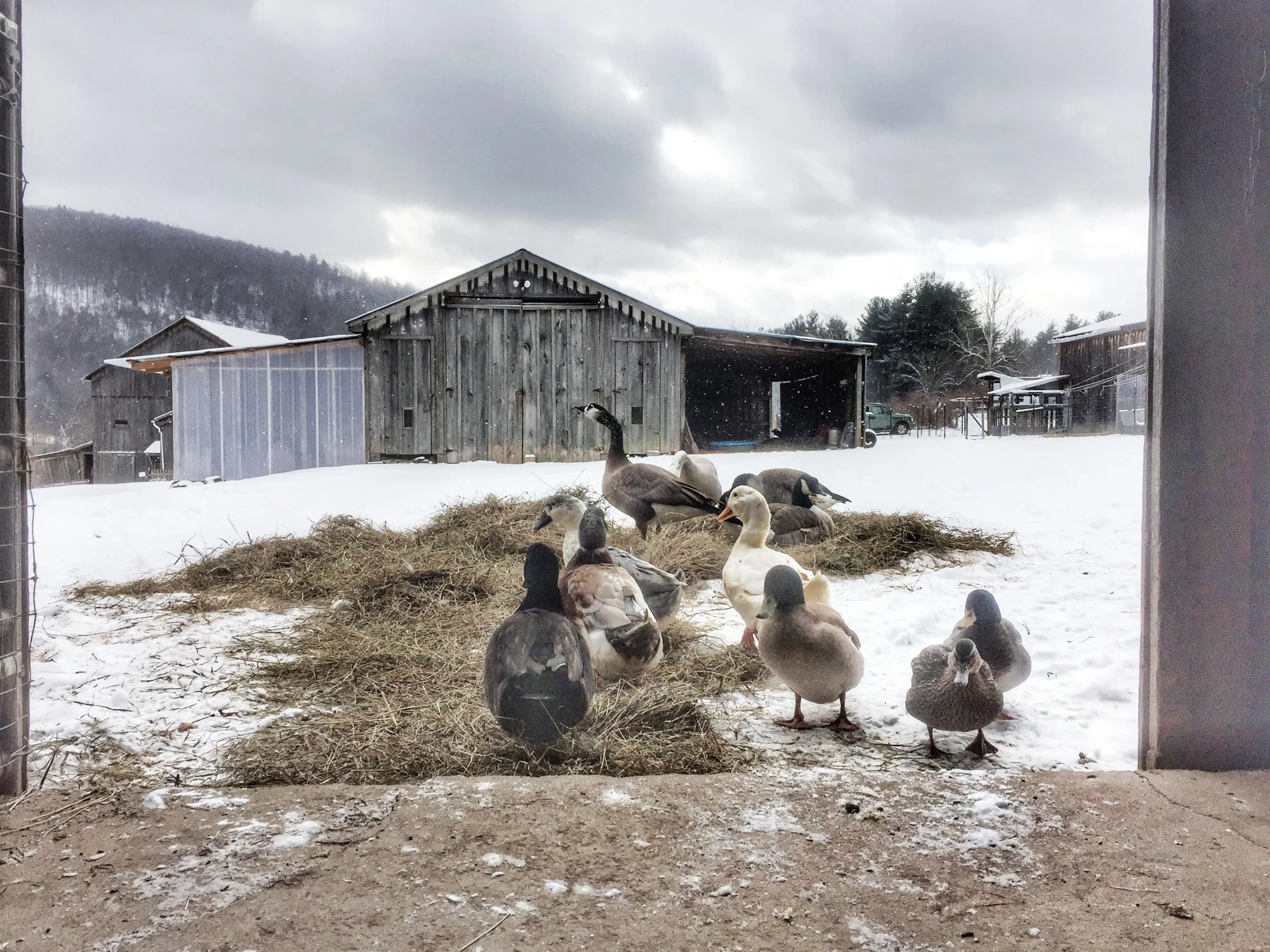 Abhey, Greenie, Daisy, Decha, Galen, LucyLou Goosey, Lucy Goosey, Opie, Whitey, Peep, Bo