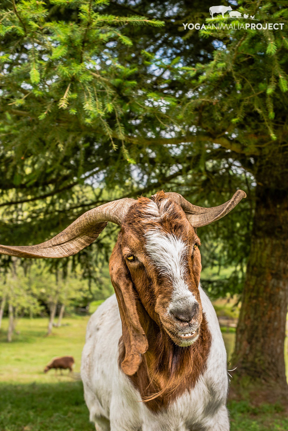 Jake, New Moon Farm Goat Rescue & Sanctuary