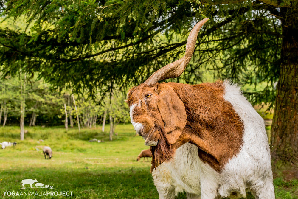 Jake, New Moon Farm Goat Rescue & Sanctuary