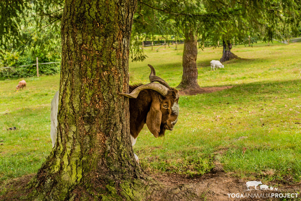 Jake, New Moon Farm Goat Rescue & Sanctuary