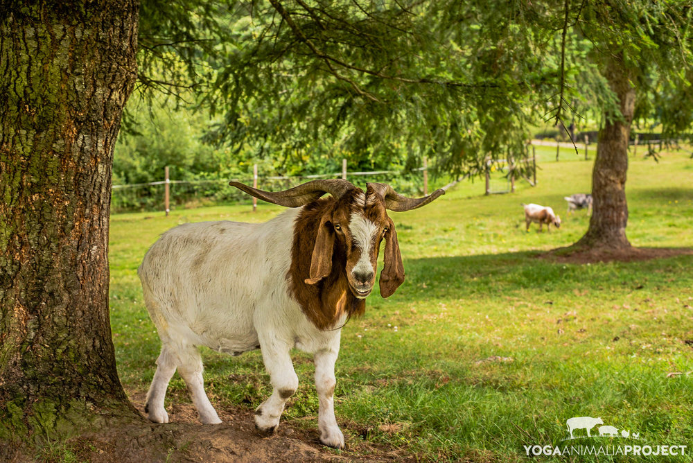 Jake, New Moon Farm Goat Rescue & Sanctuary