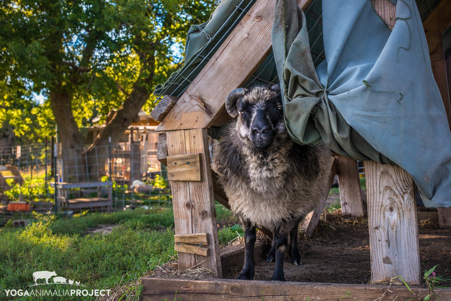 Heartland Farm Sanctuary Yoga Animalia Project