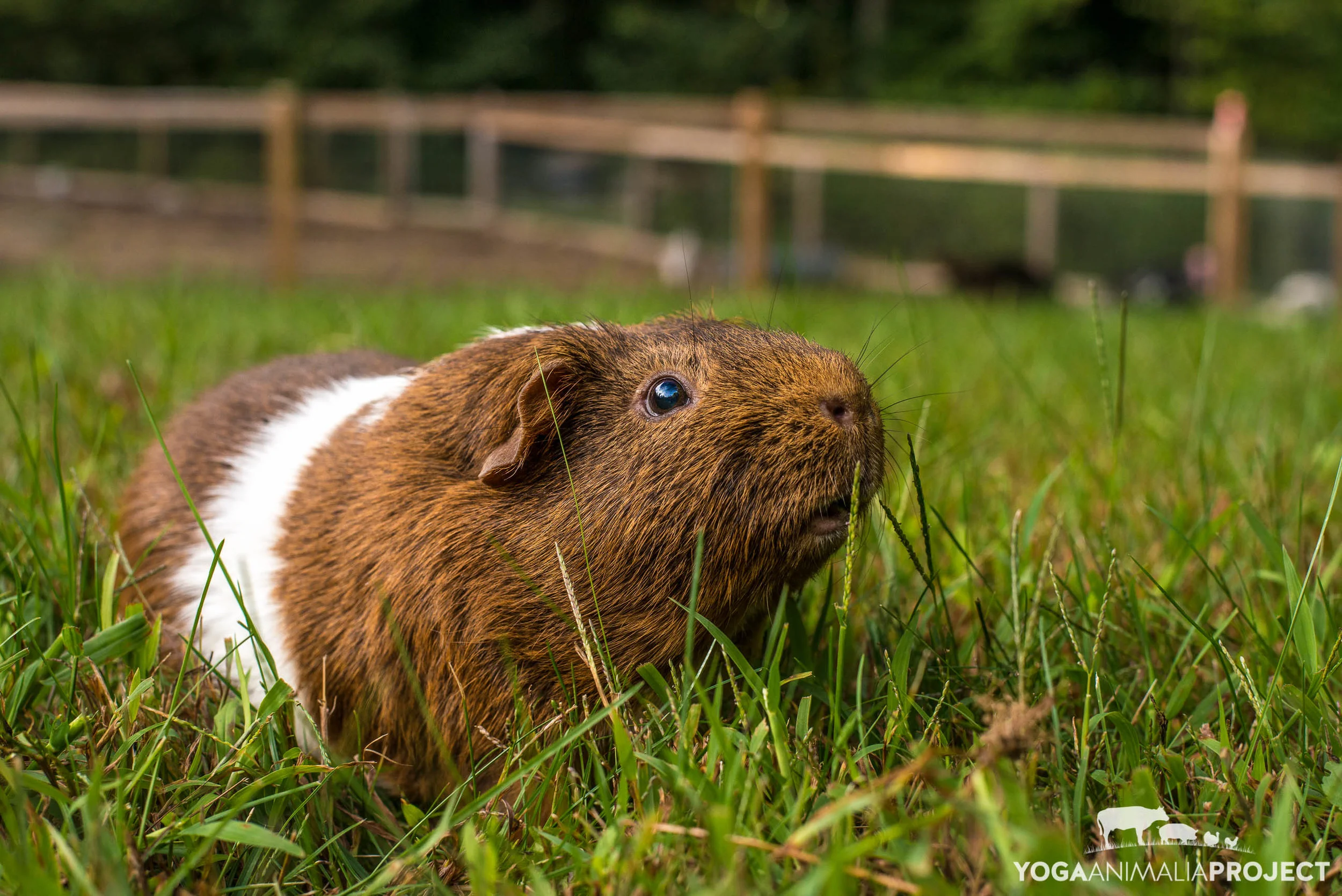 Riley Farm Rescue — Yoga Animalia Project