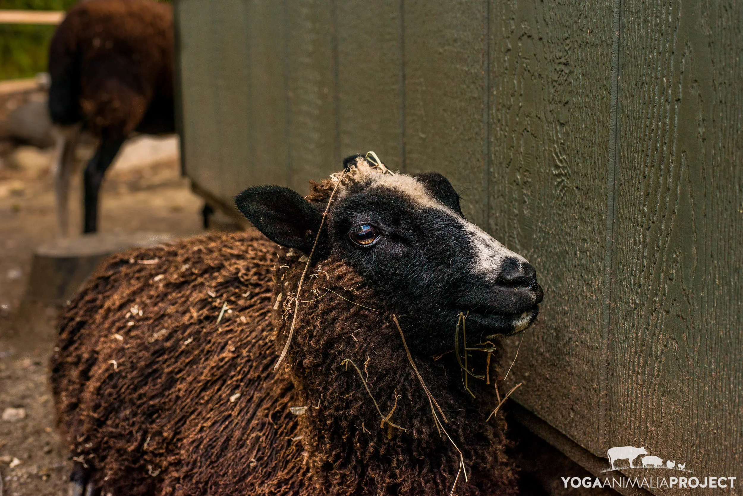 Riley Farm Rescue — Yoga Animalia Project