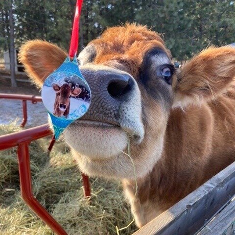 Sanctuary Love 🐮 &amp; Special Holiday Gifts 🎁
New from the Yoga Animalia Project: holiday items to delight, snowy sanctuary resident snapshots, and a way to bring art onto your walls while contributing to River's Wish Animal Sanctuary.