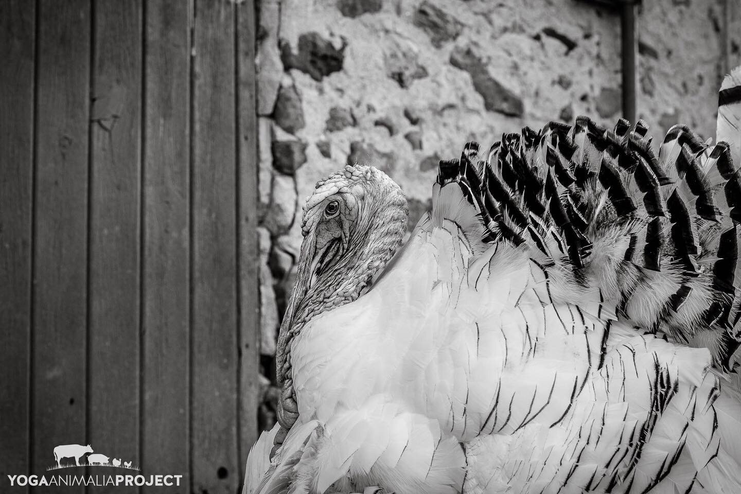 May ThanksLiving be celebrated joyously world-round for our beloved turkey friends. 
Yoga Animalia: Meleagrine - Monty
Autumn Farm Sanctuary, Cedarburg, Wisconsin @autumnfarmsanctuary