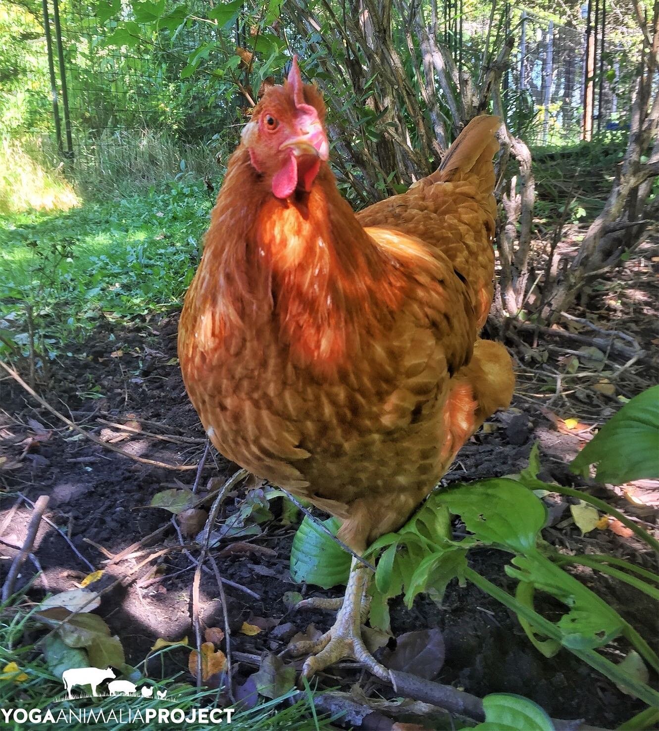 Yoga Animalia: Galline - Mia
Chicken Run Rescue, Twin Cities, Minnesota @chickenrunrescue 
So many wonderful places offered me respite whilst traveling from the east to the west, and one such place that fills my heart is Chicken Run in Minnesota. Tim