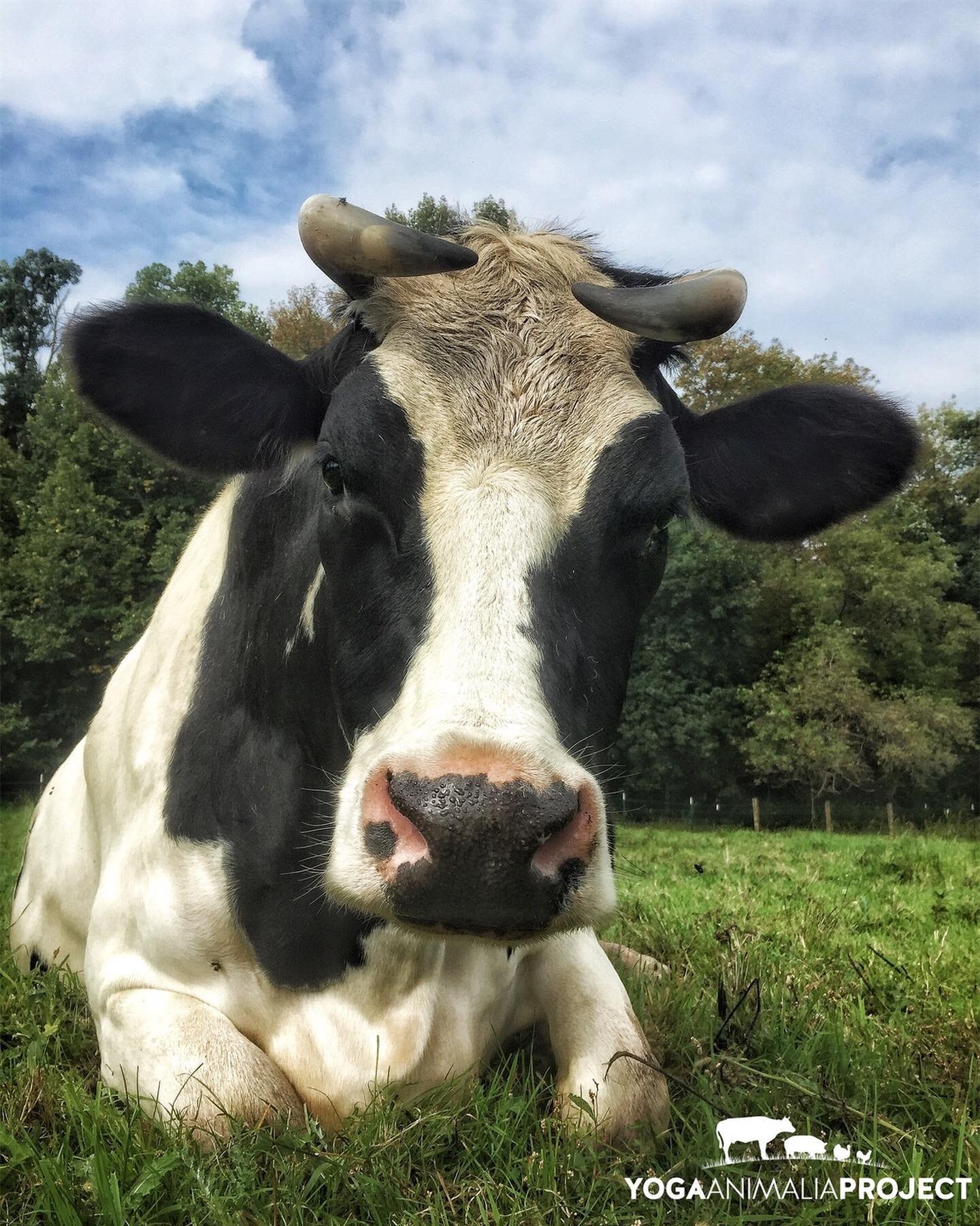 Yoga Animalia: Bovine - Gertie
Farmaste Animal Sanctuary, Lindstrom, Minnesota @farmastesanctuary 
I was so grateful to see Gertie again this past week. She has blossomed into her role as the doyenne of the cattle herd, and has grown more regal with 