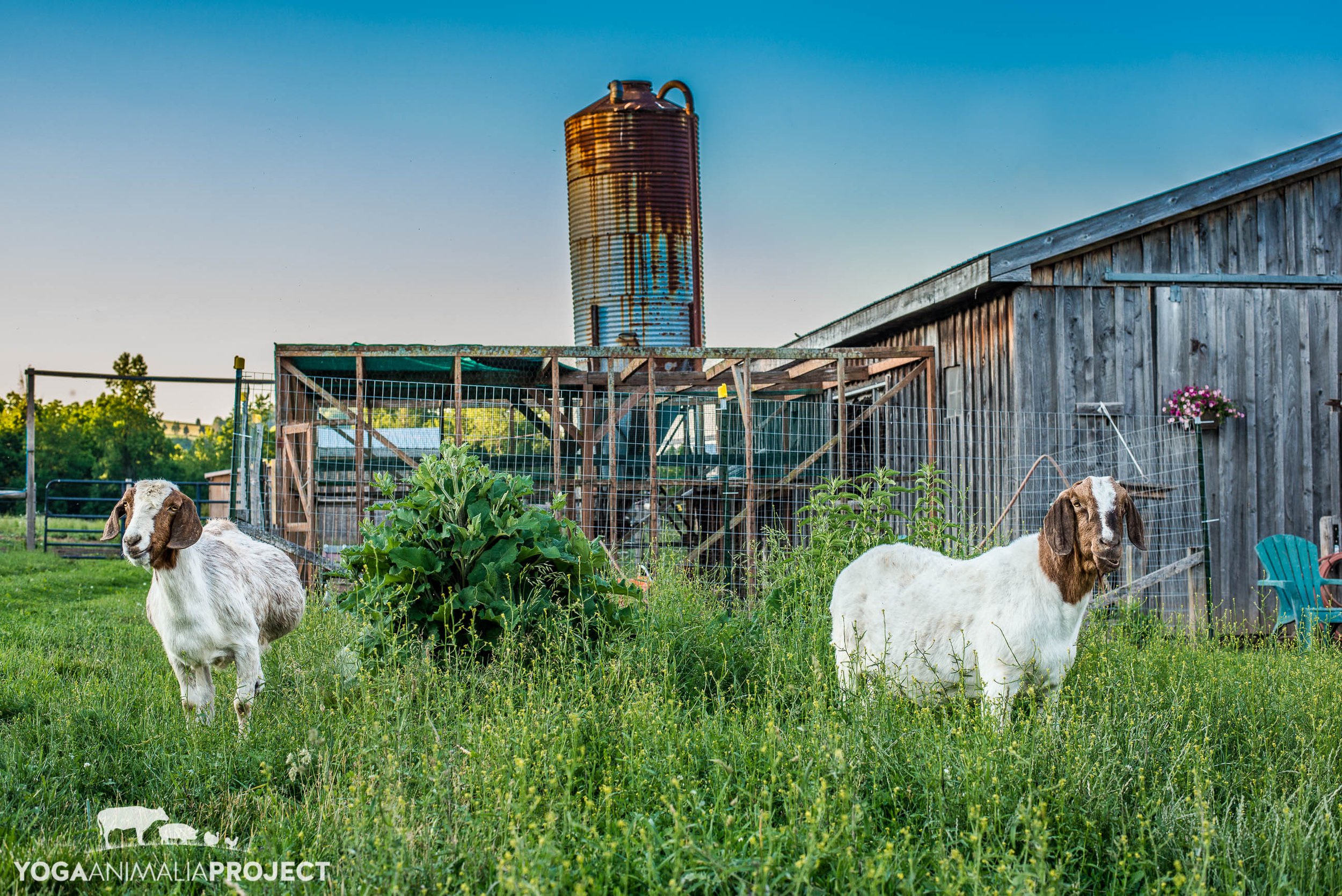 Maddie & Vanna, Indraloka Animal Sanctuary, Mehoopany, Pennsylvania