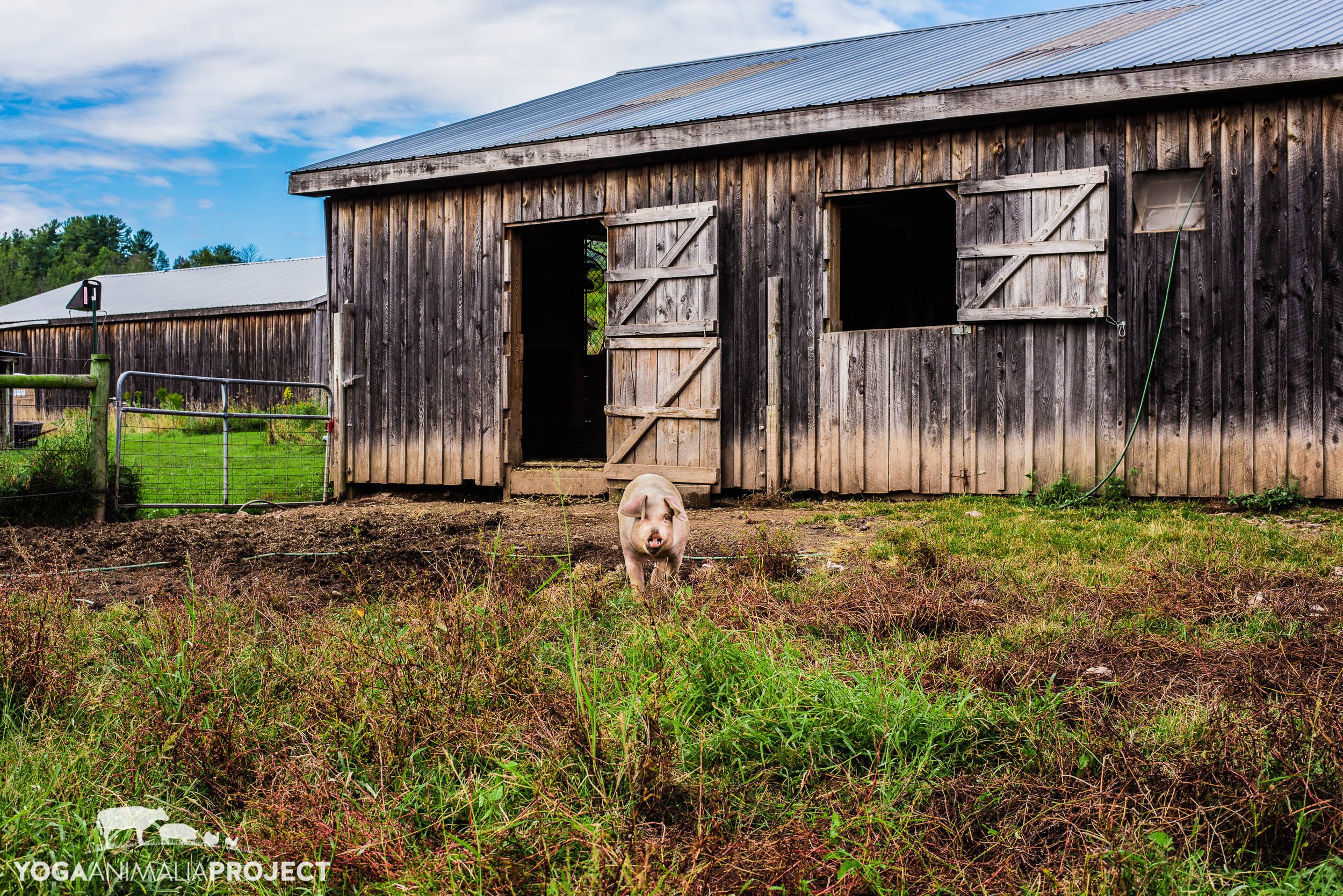 Miss Lily Pie, Indraloka Animal Sanctuary, Mehoopany, Pennsylvania