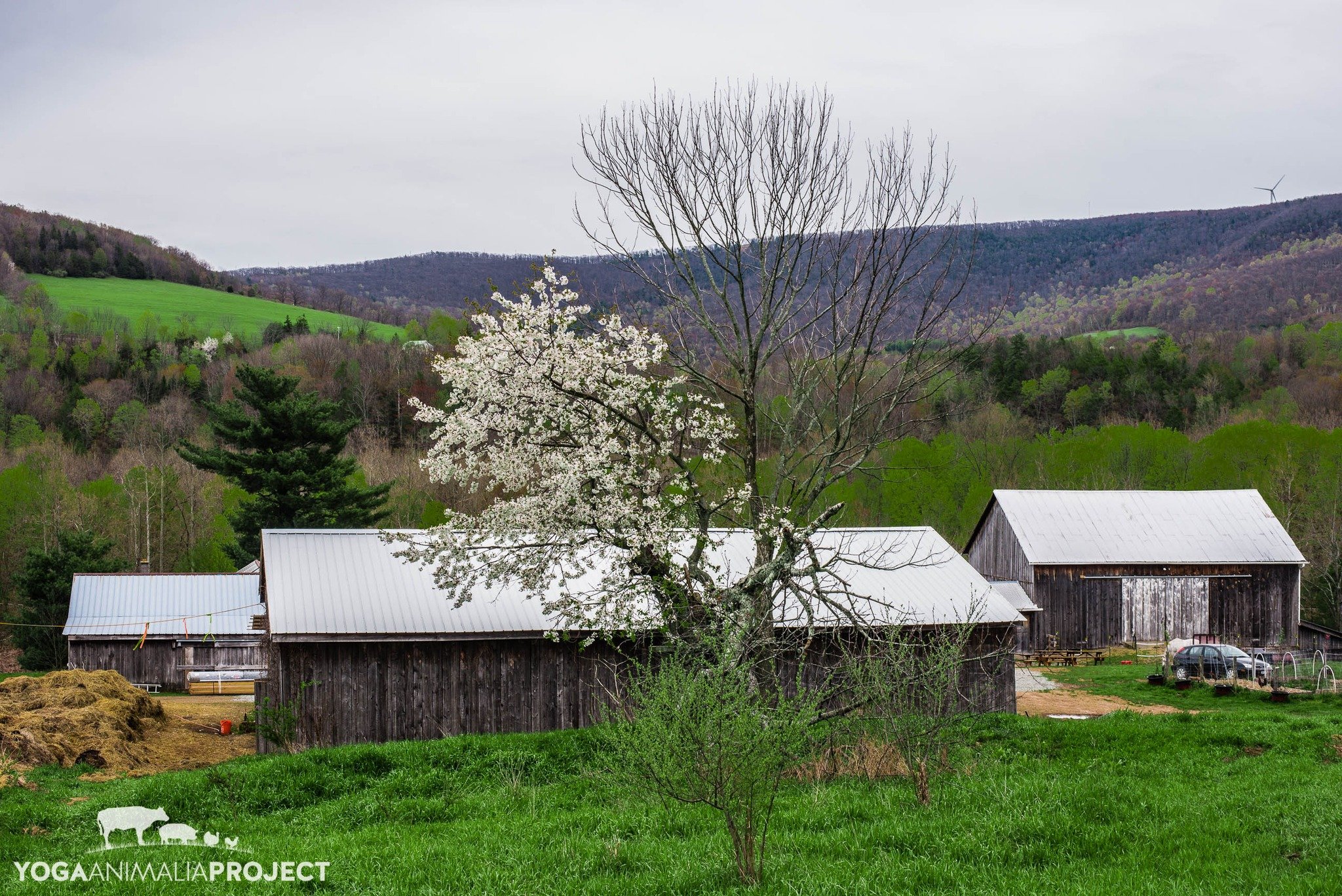 From the Archives: One week and seven years ago, I was spending a remarkable spring day in Mehoopany, Pennsylvania at the former @indralokaanimalsanctuary  location that I called home numerous times over the course of the Yoga Animalia Project travel