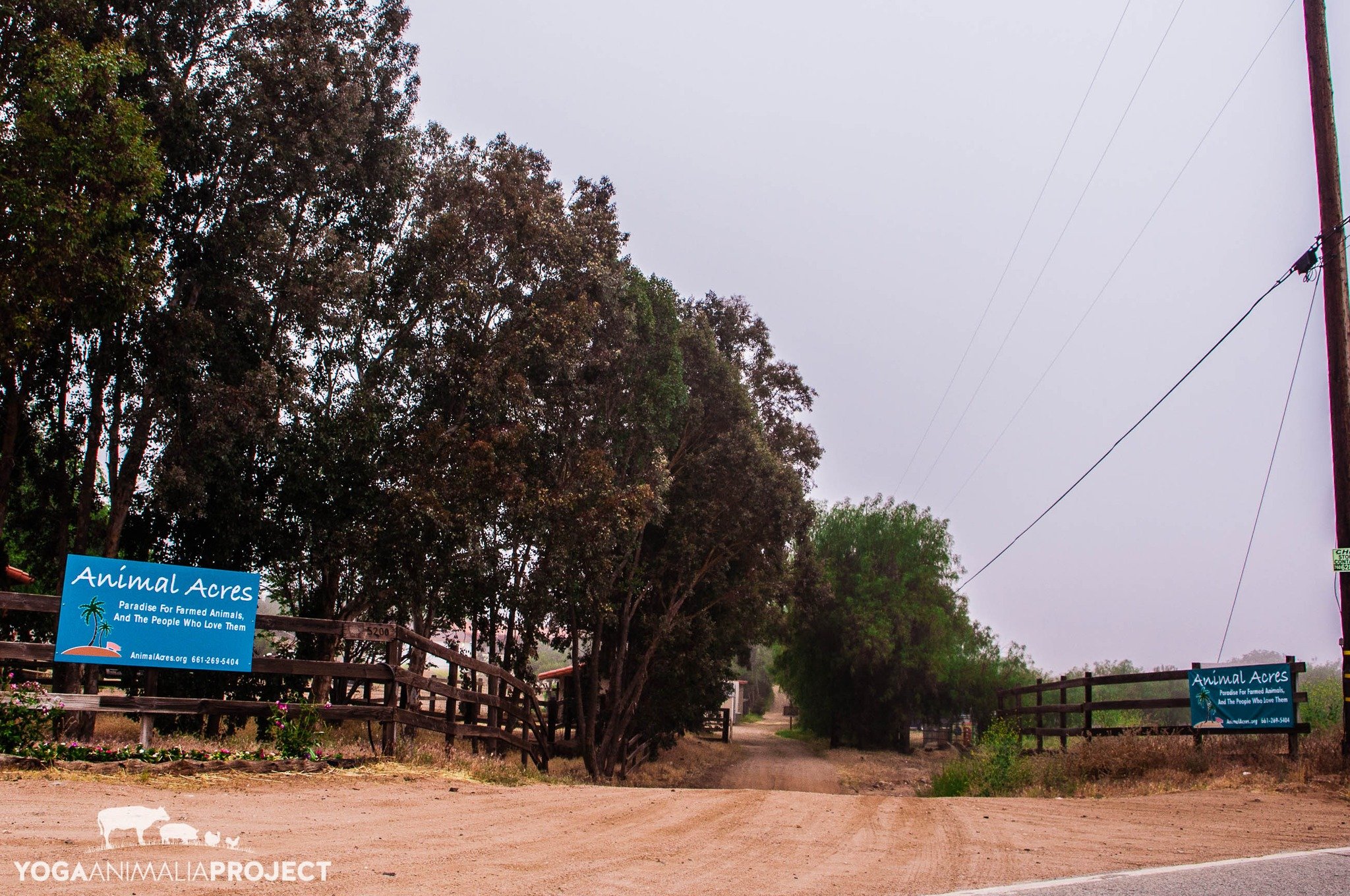 From the Archives: in 2009 I volunteered for the first time at Animal Acres in Acton, California. Located 45 minutes from Los Angeles in the northern high desert part of Los Angeles county, it is only 20 minutes south of Lancaster where I was born an