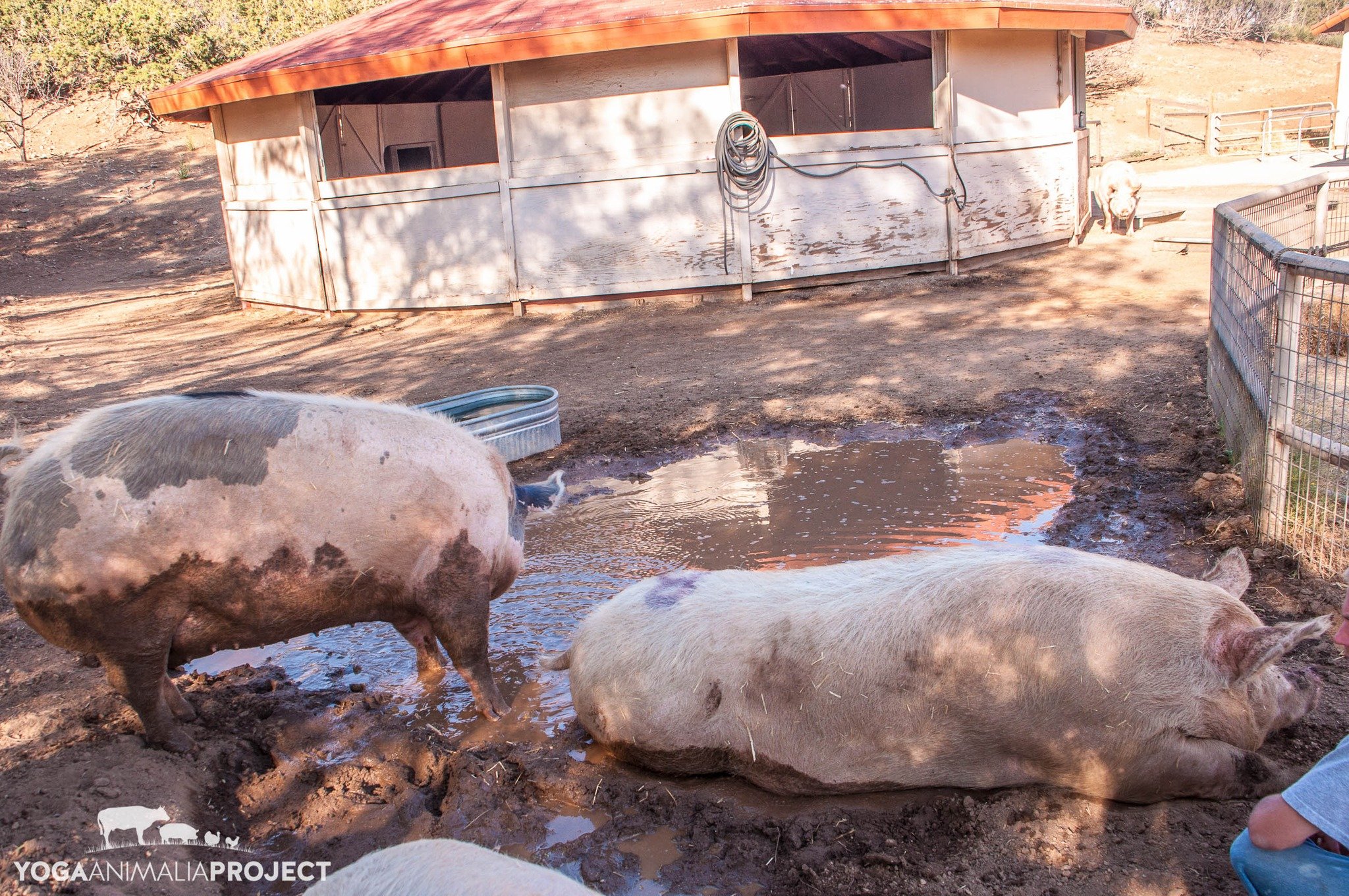 From the Archive: A few photos from my days working at Animal Acres. 

Photo 1 - June 19, 2011 Jorja &amp; Bagel pigs mud bathing near the event gazebo. The event gazebo was a central space where I started tours of the sanctuary with a video introduc