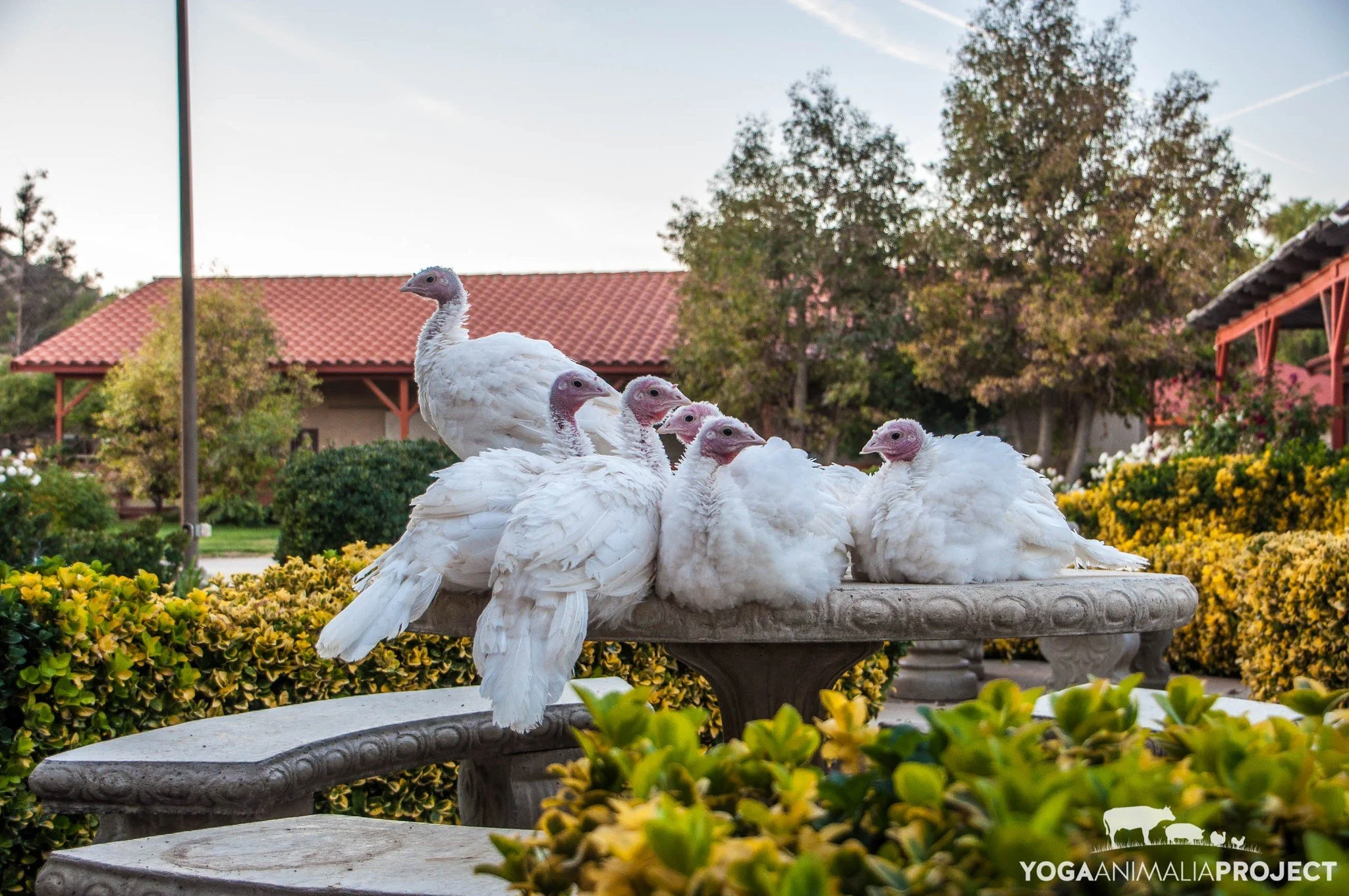 From the archives: the Hollywood poults perched atop the stone table in the courtyard at Animal Acres. Named for classic era Hollywood stars, it was amazing to watch these turkey friends grow up from small babies. Photo taken 11-17-11.