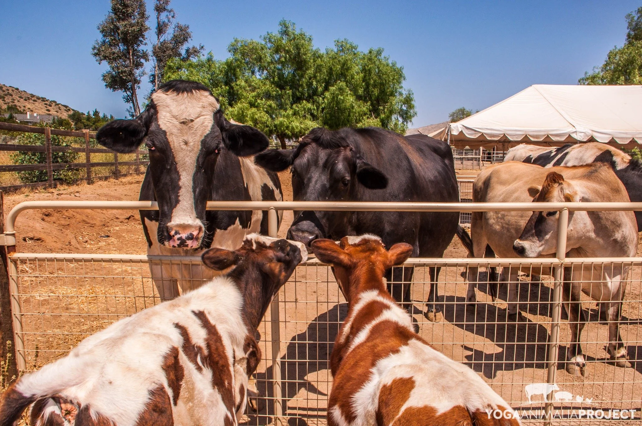 From the archive: introducing Peanut and Cocoa calves for the first time to the main herd. We let them into the side yard where they could go up to the gate and meet the bigger boys (Pinto, Bruno, and Paolo, with Punky partially seen in the back). Ph