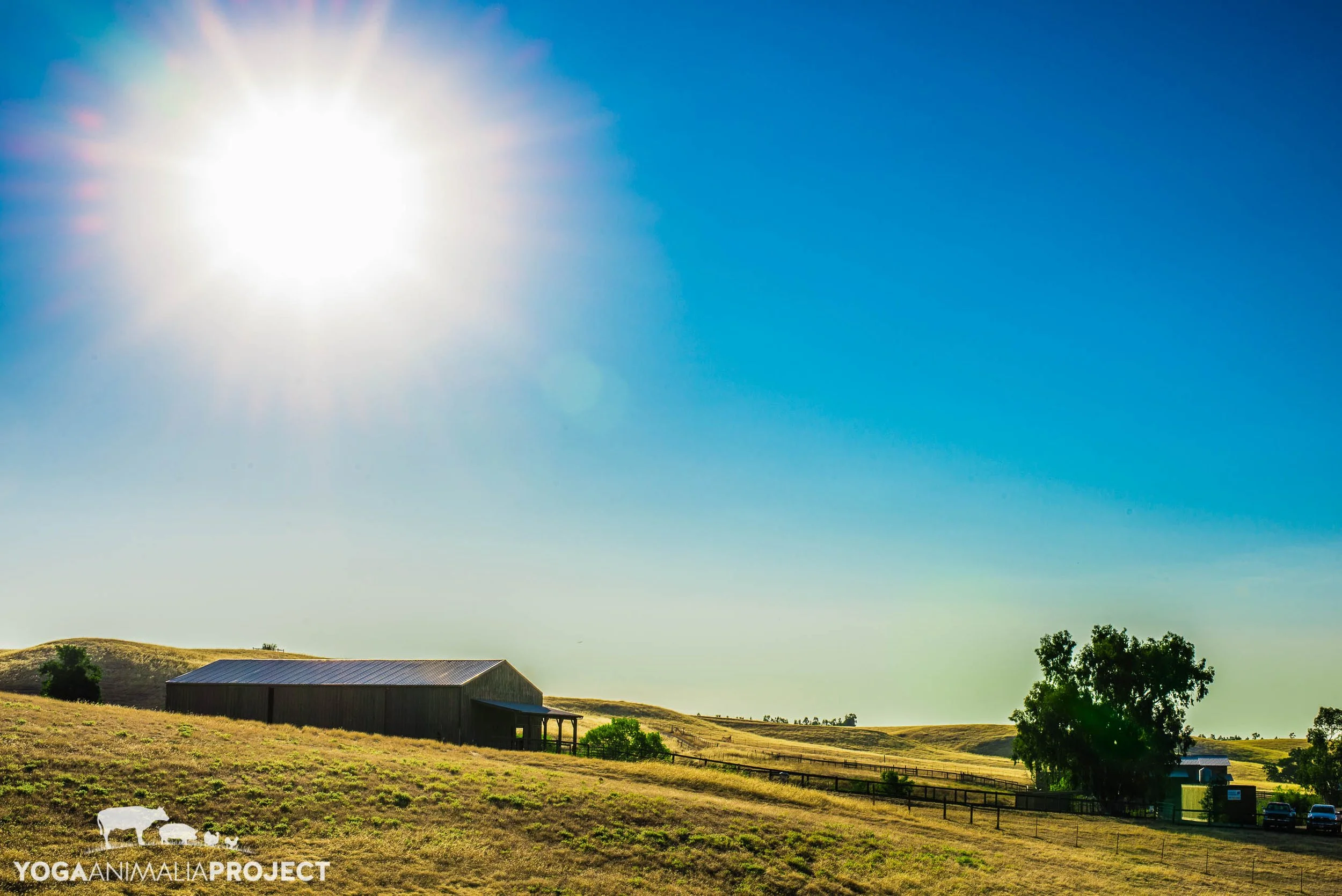 Farm Sanctuary Collection — Yoga Animalia Project
