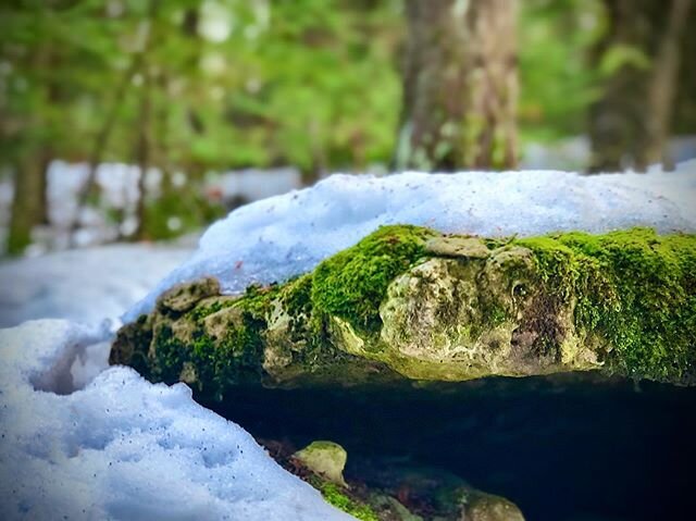 Come on spring. I know you can do it! 🌱☀️ #tobermory #brucepeninsula #burntpointloop #parkscanada #discoverthebruce #greybrucesimco #springiscoming