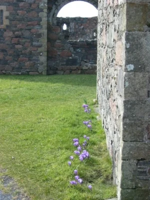 Crocuses in the ruins