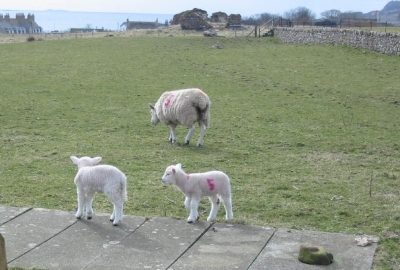 Lamb no. 5 was extremely noisy